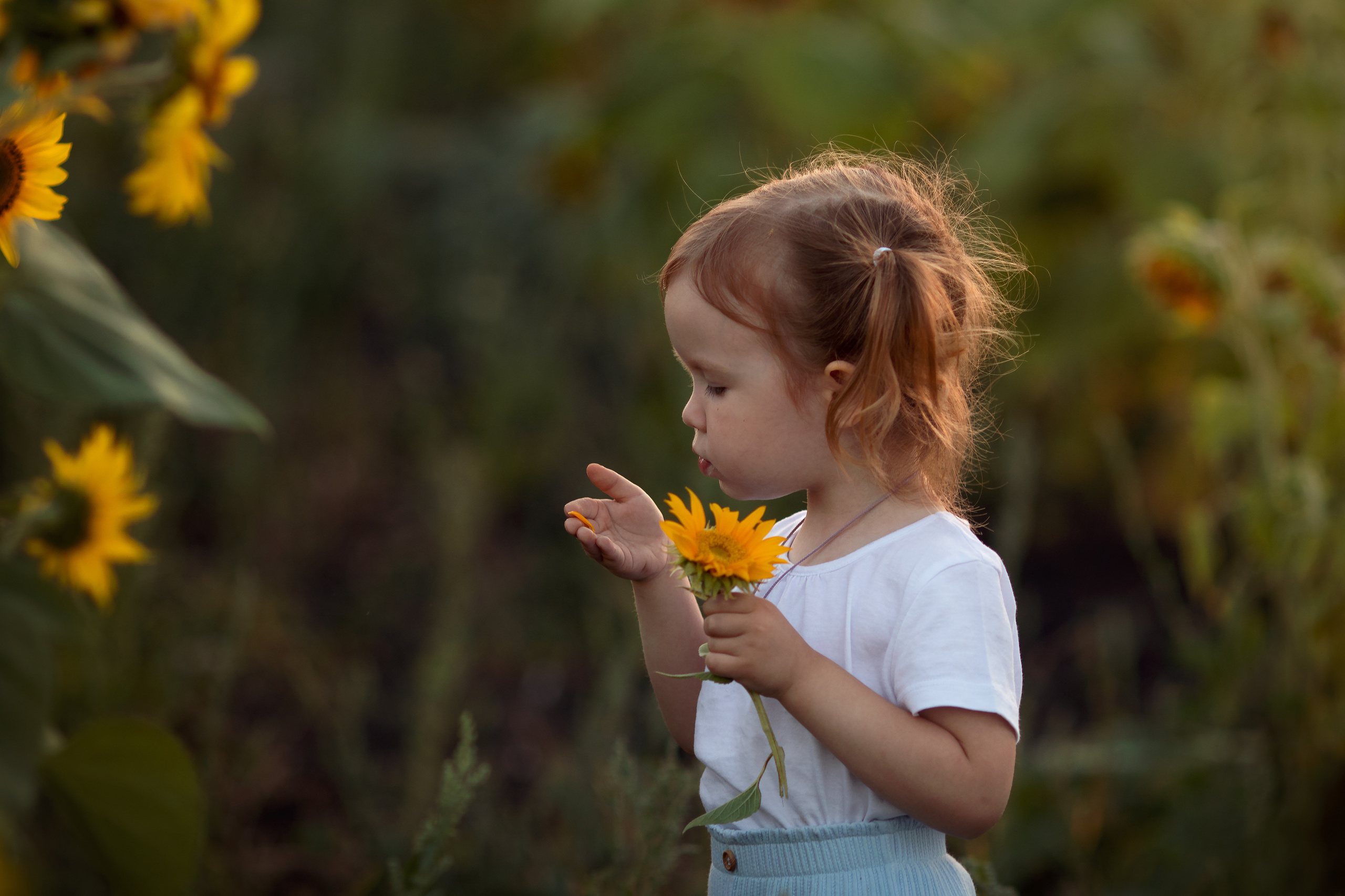 Подсолнечная история. Семейный и детский фотограф в Саратове Полина Коткина