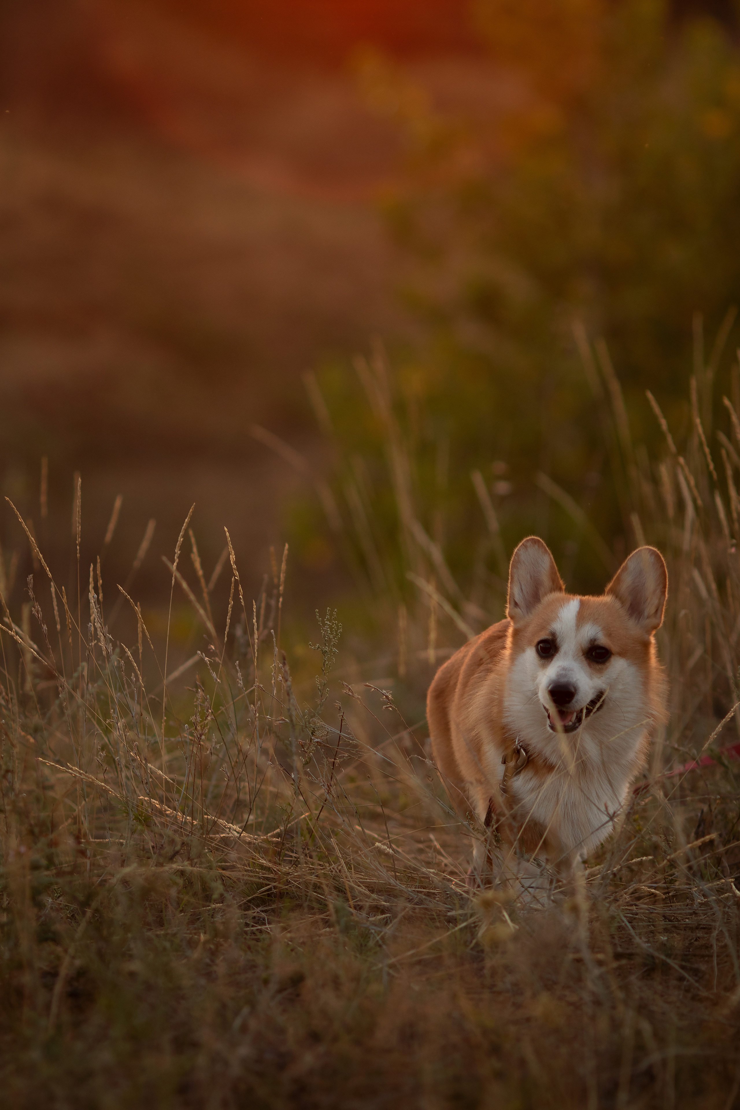Коржик Чарли. Семейный и детский фотограф в Саратове Полина Коткина
