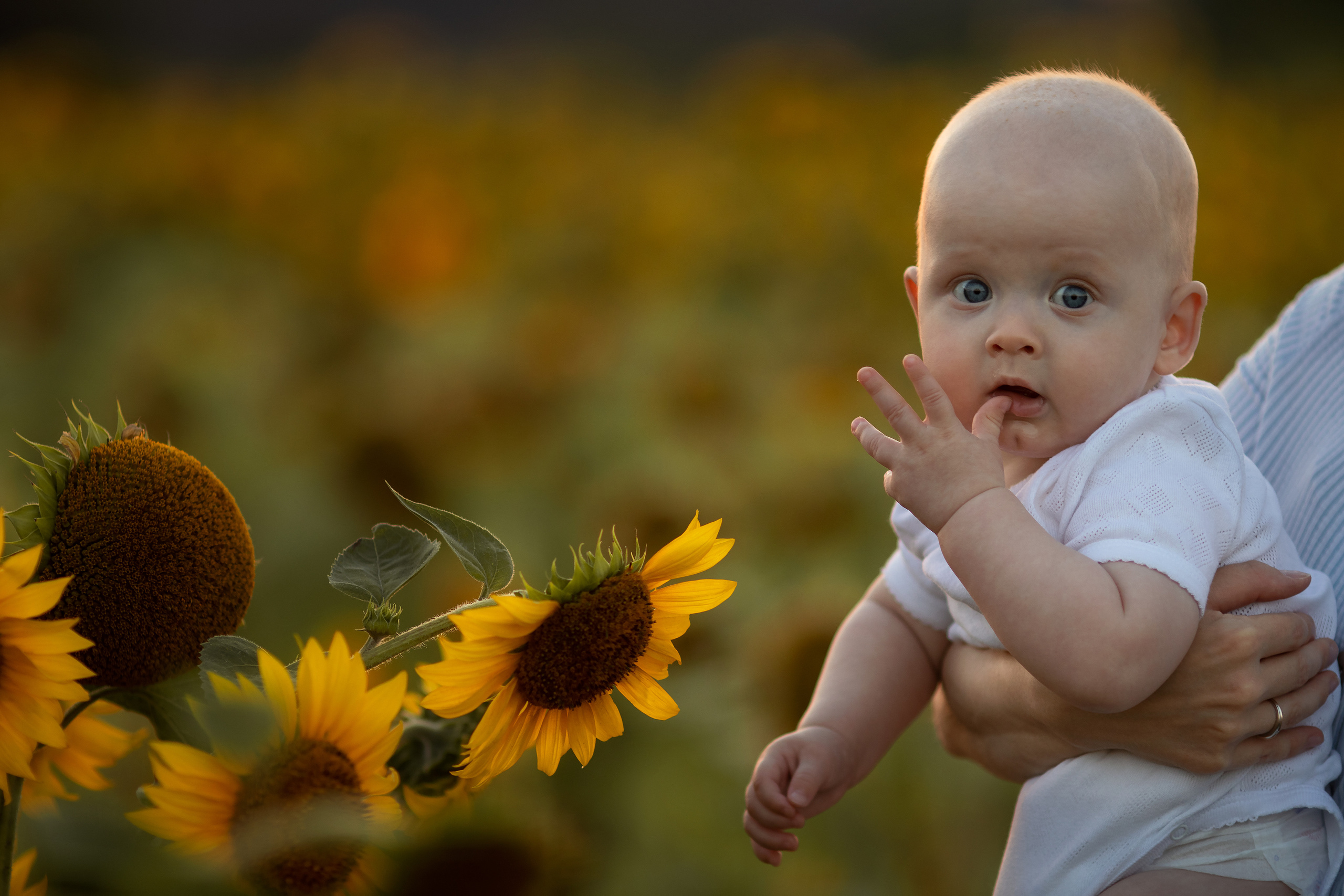 Подсолнечная история. Семейный и детский фотограф в Саратове Полина Коткина