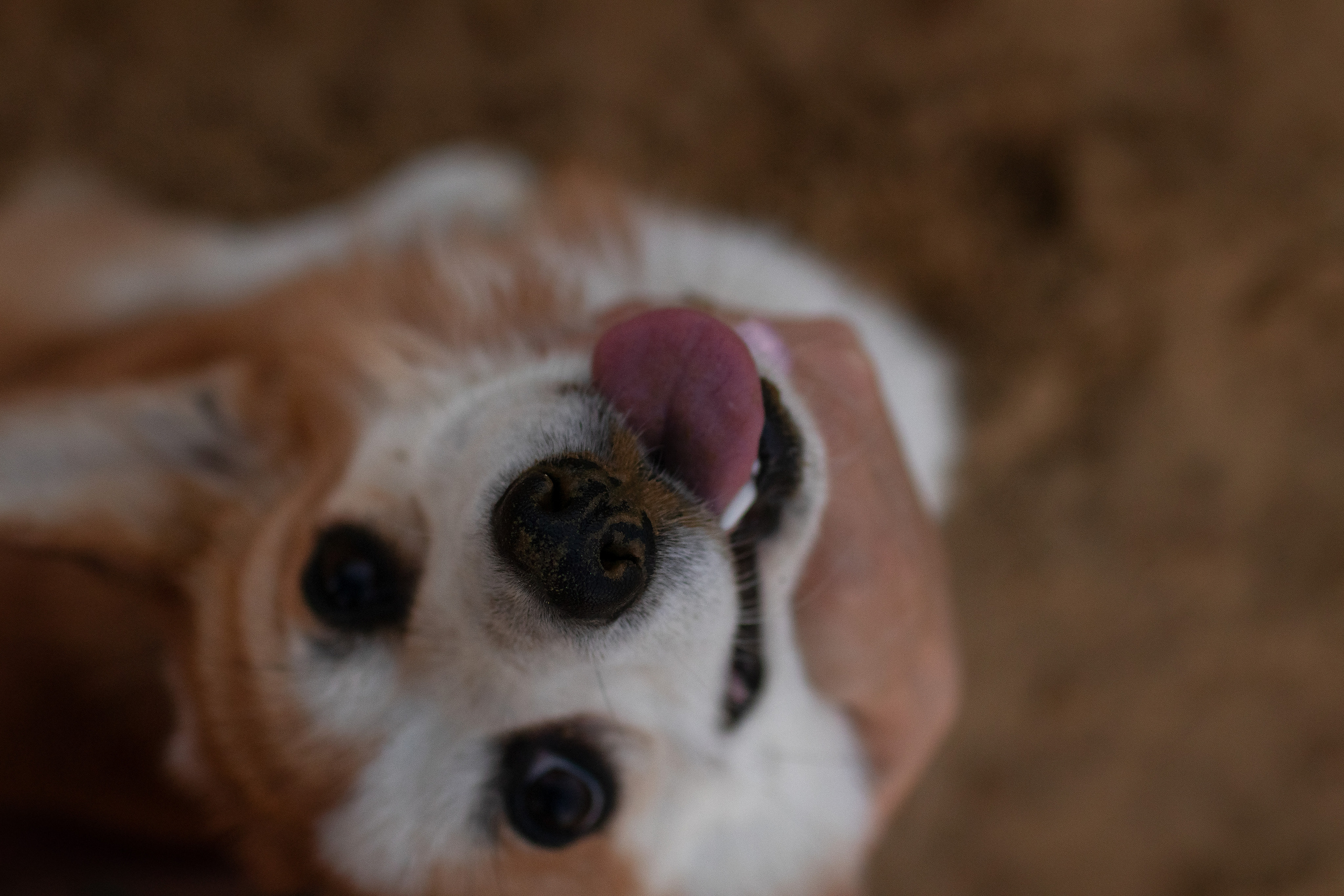 Коржик Чарли. Семейный и детский фотограф в Саратове Полина Коткина