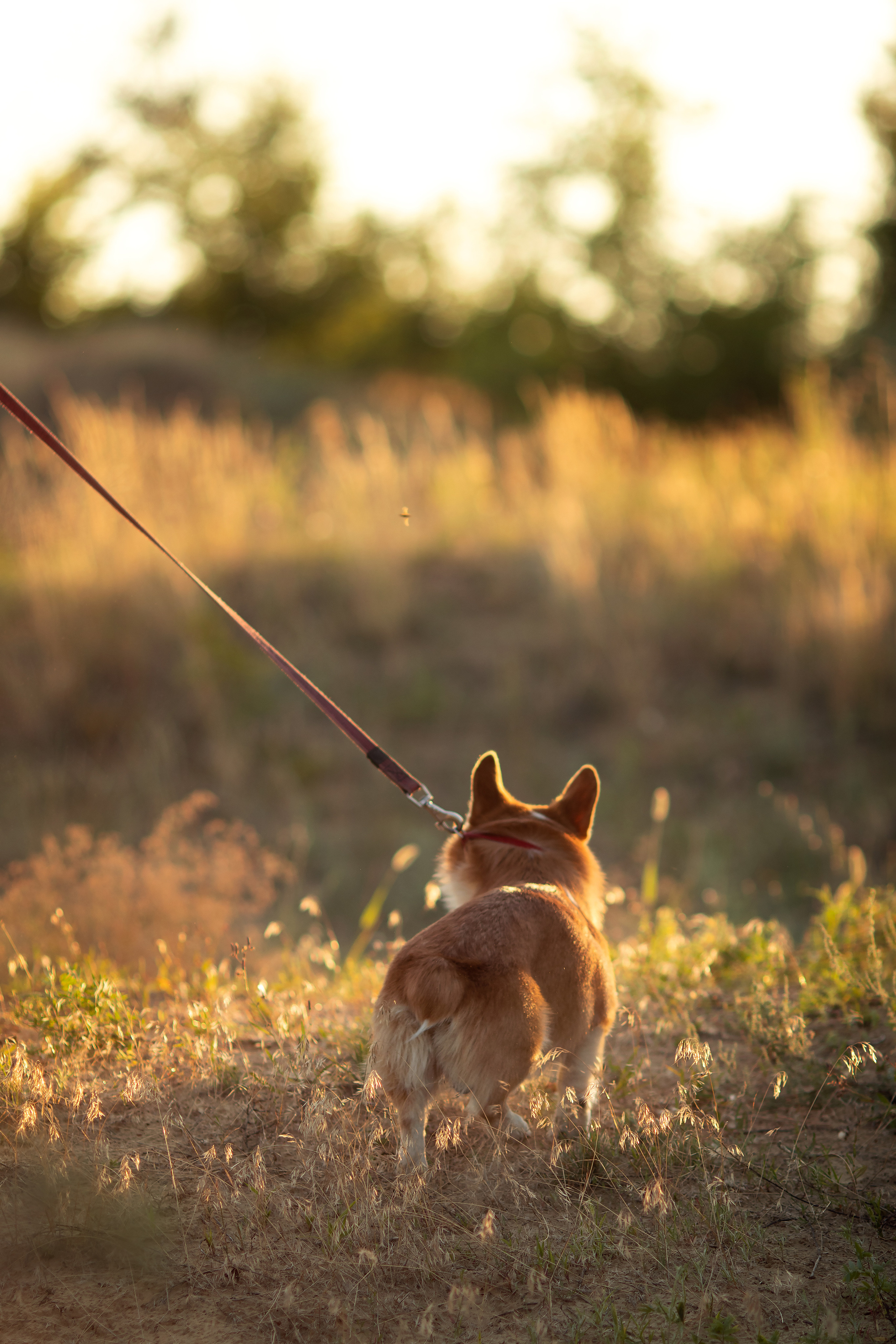 Коржик Чарли. Семейный и детский фотограф в Саратове Полина Коткина