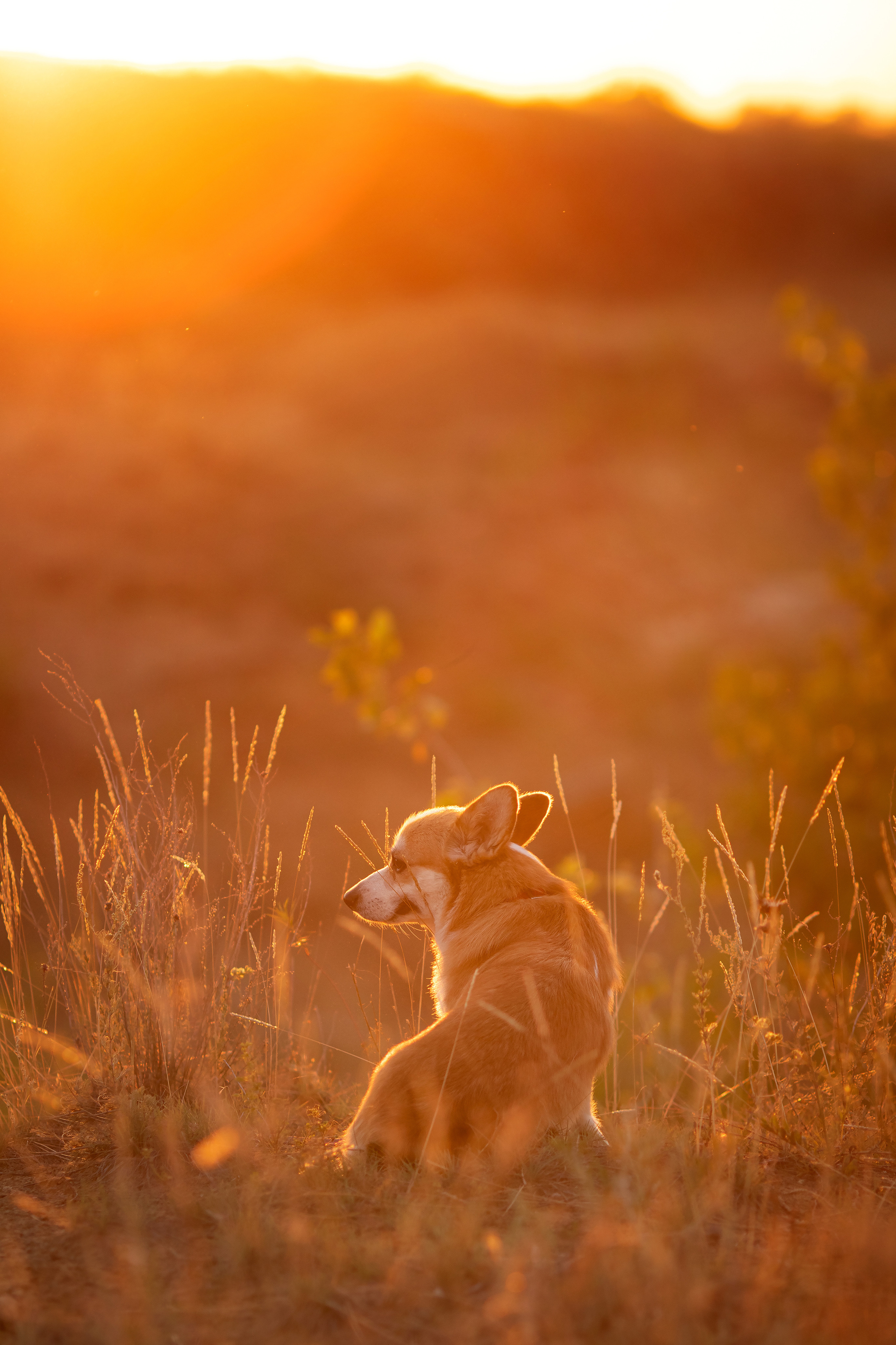 Коржик Чарли. Семейный и детский фотограф в Саратове Полина Коткина