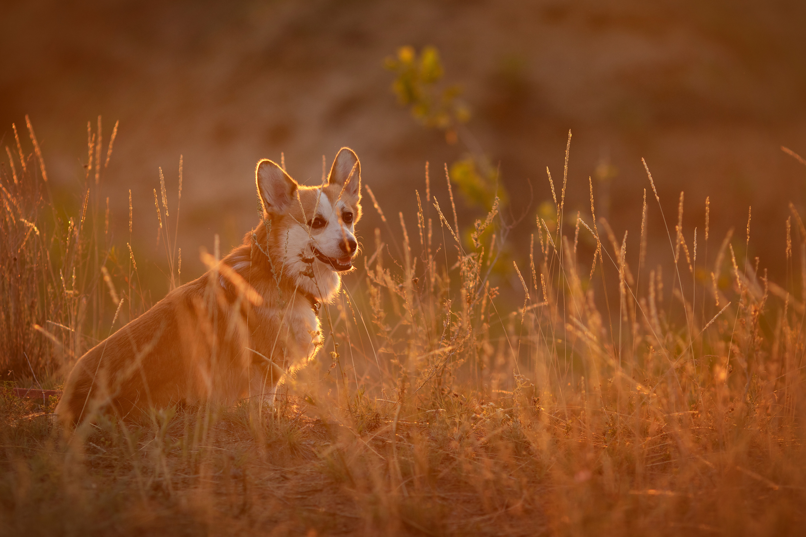Коржик Чарли. Семейный и детский фотограф в Саратове Полина Коткина