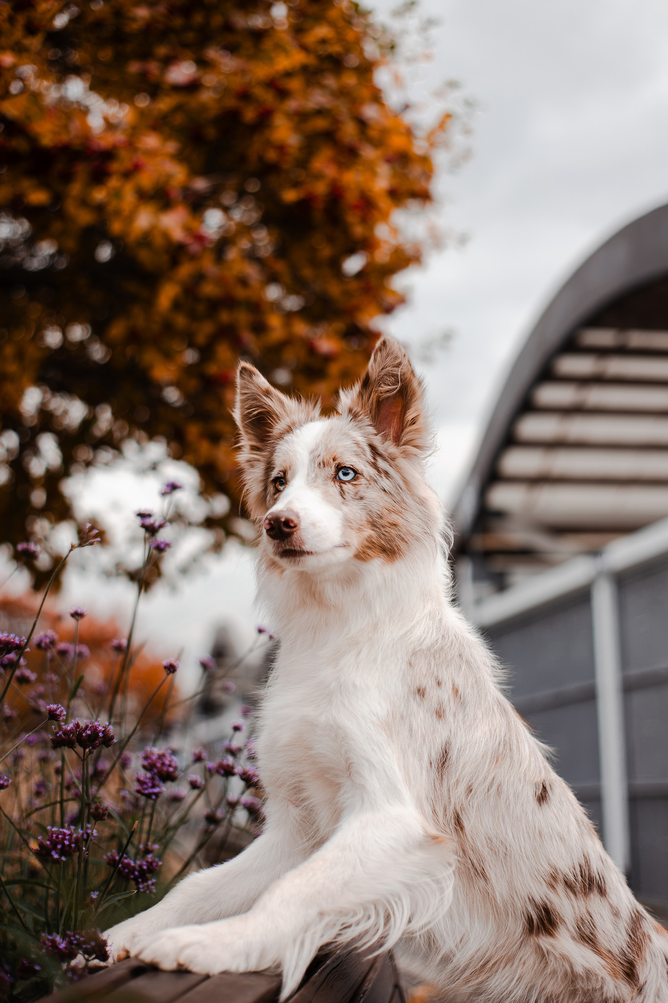 Мария и Утопия. Фотограф-анималист Мария Баркевич | Москва