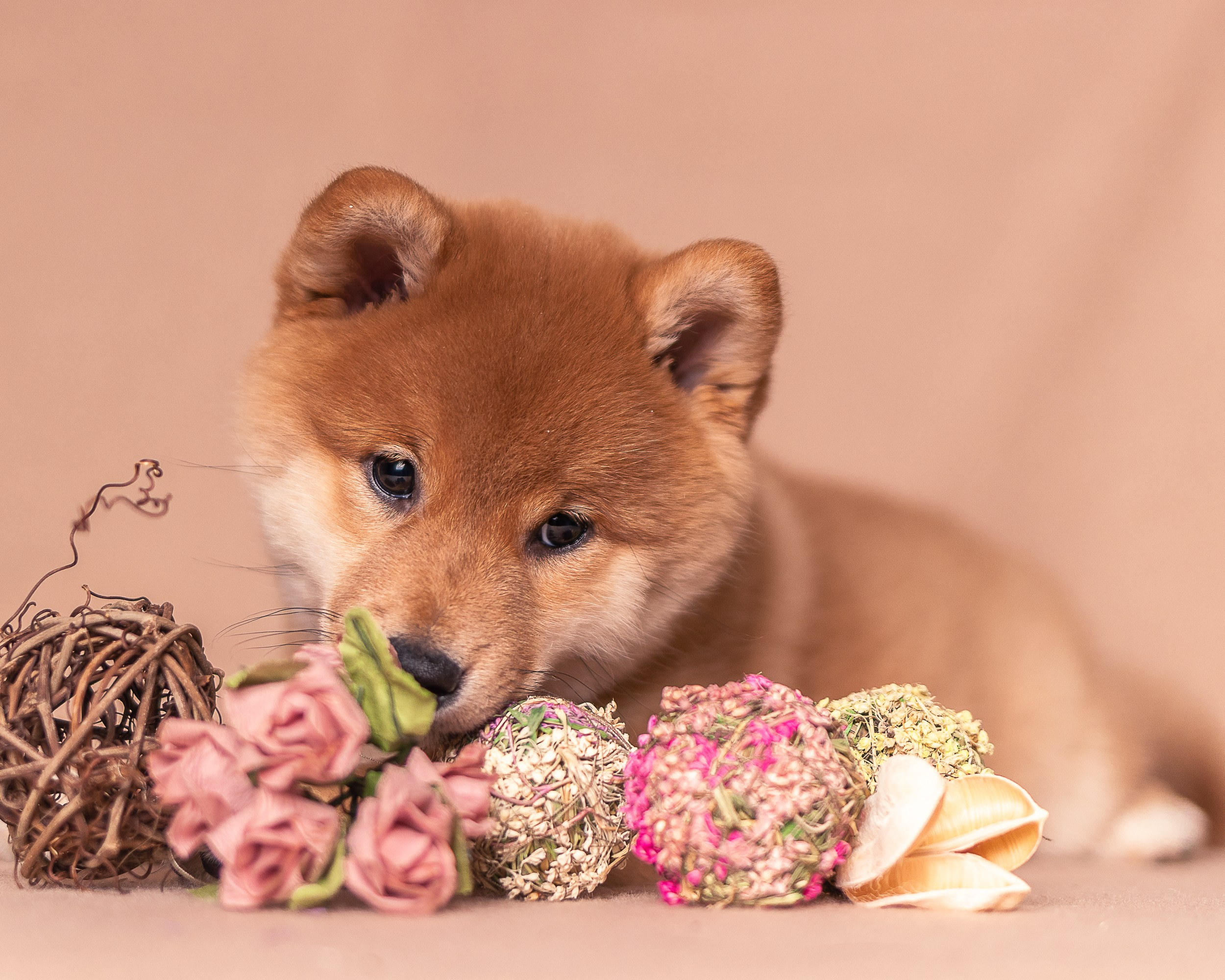 Животные. Семейный и детский фотограф в Москве Ольга Мэй