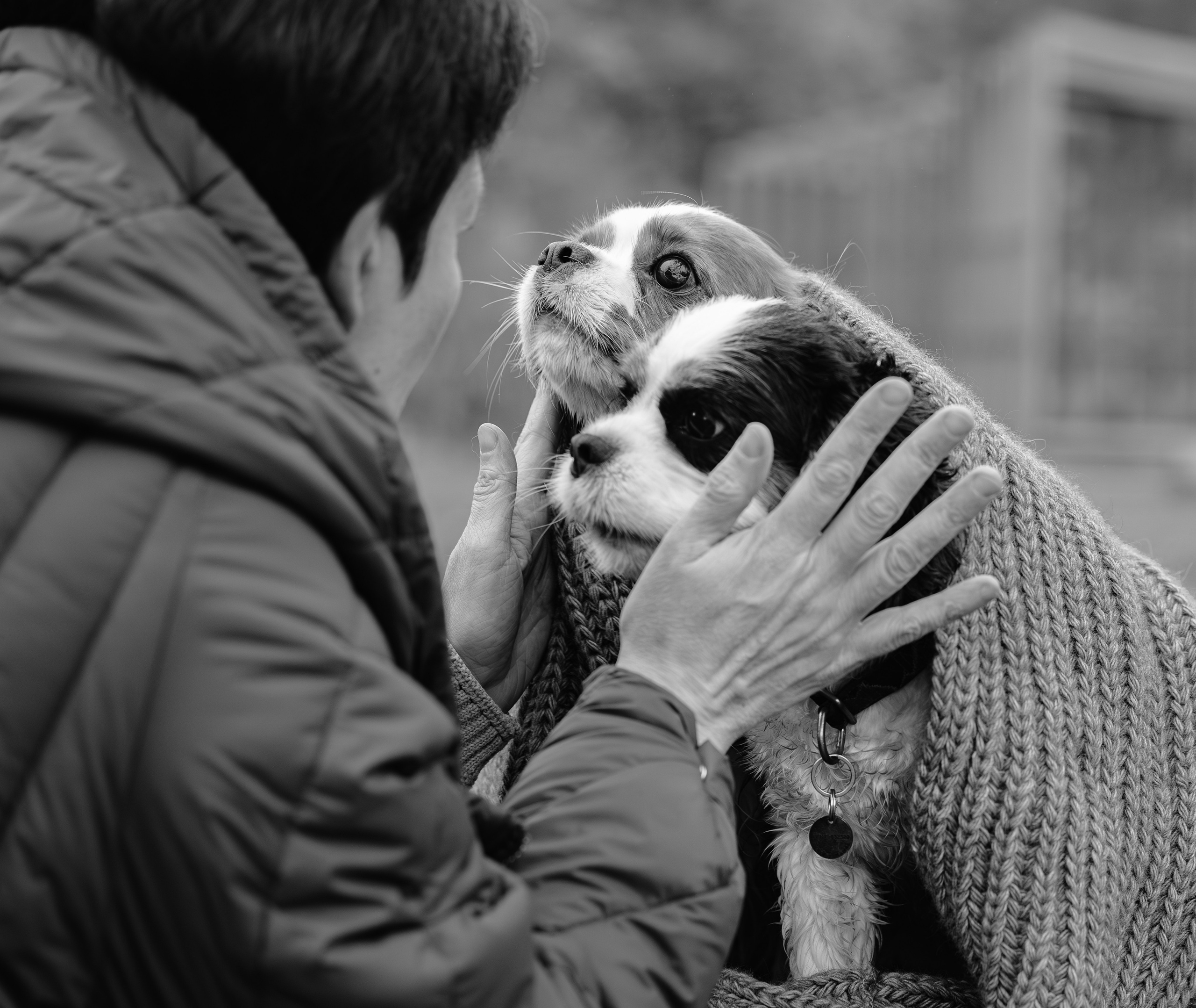 Ричард и Филя. Виктория Михайловская. Фотограф-анималист. Москва