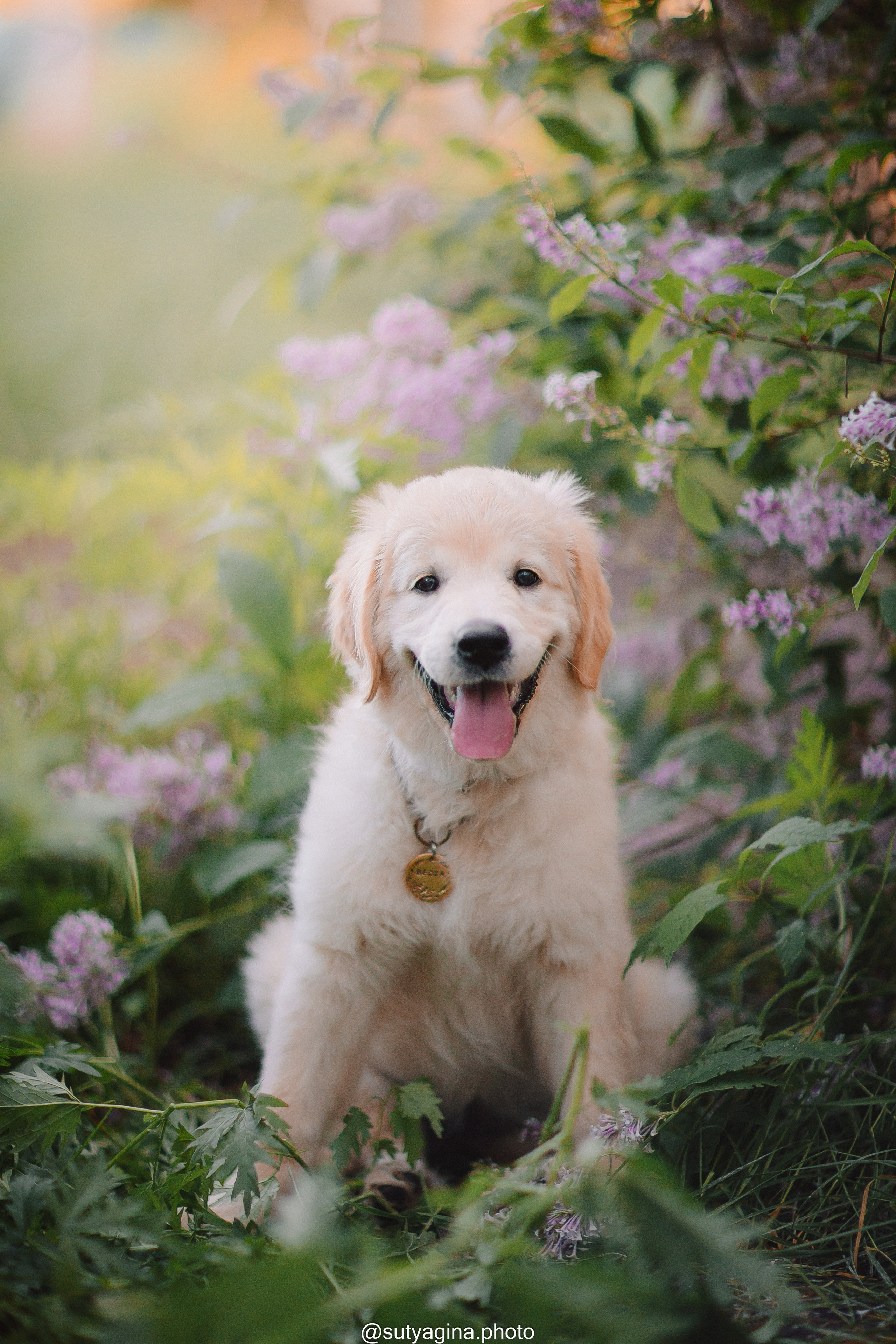 Золотистый ретривер Веста. Свадебный и женский фотограф