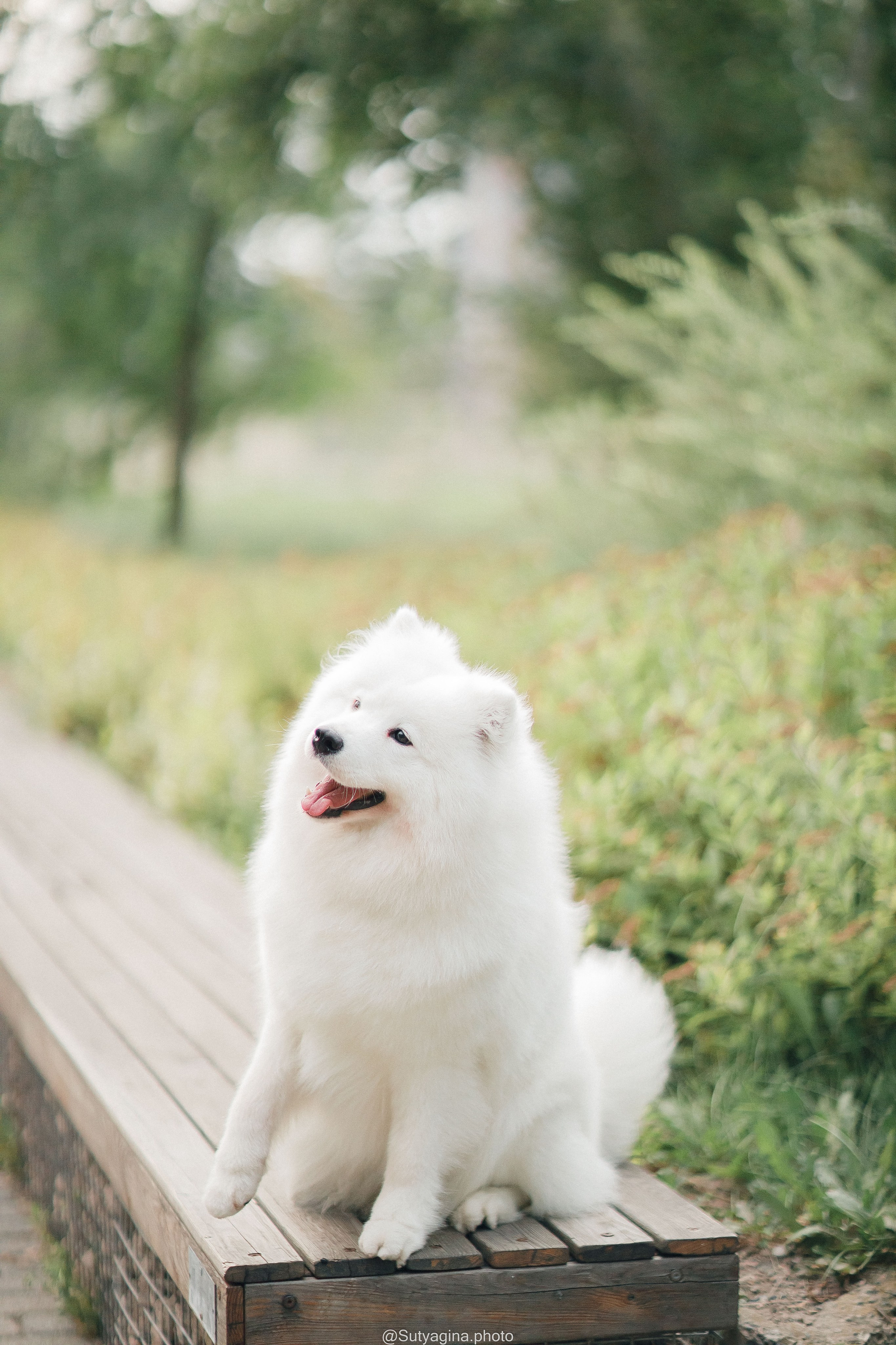 Самоед Рея. Свадебный и женский фотограф