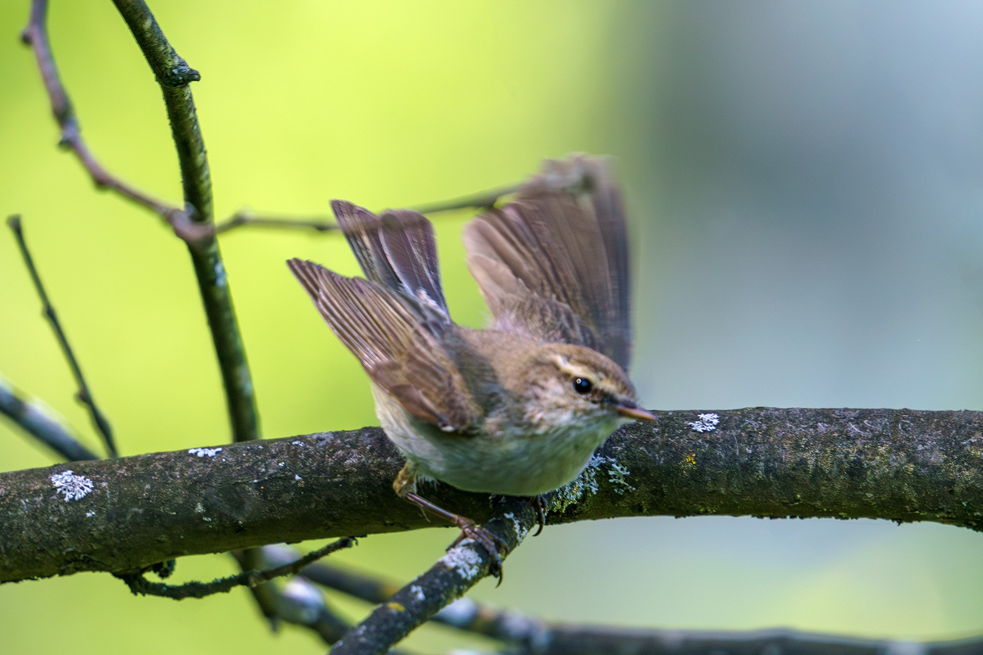Удивительные мир птиц. Вокруг нас столько прекрасного — присмотритесь!. Ваш личный фотограф Марина Волкова