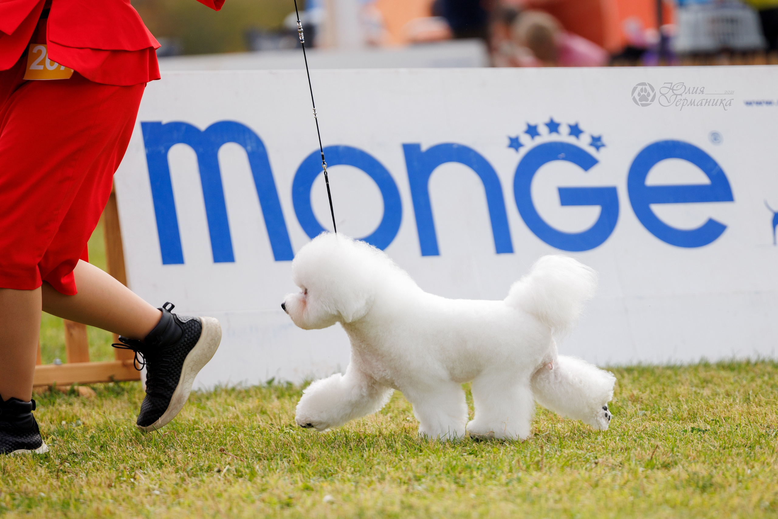 Армения,Ереван 3хCACIB 15-17.10.2024. Фотограф-анималист Юлия Германика