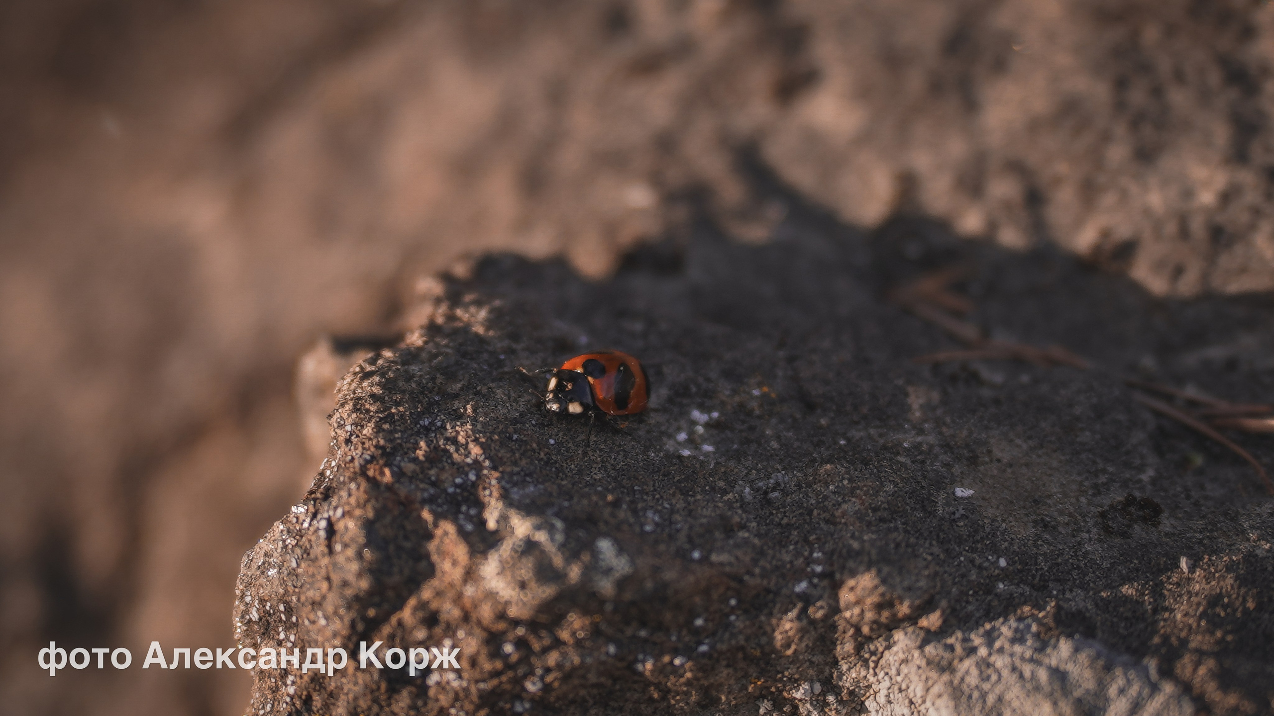 Животные. Фотографии и видеосъемка, Айхал, Удачный, Якутия. Фотографии Айхал