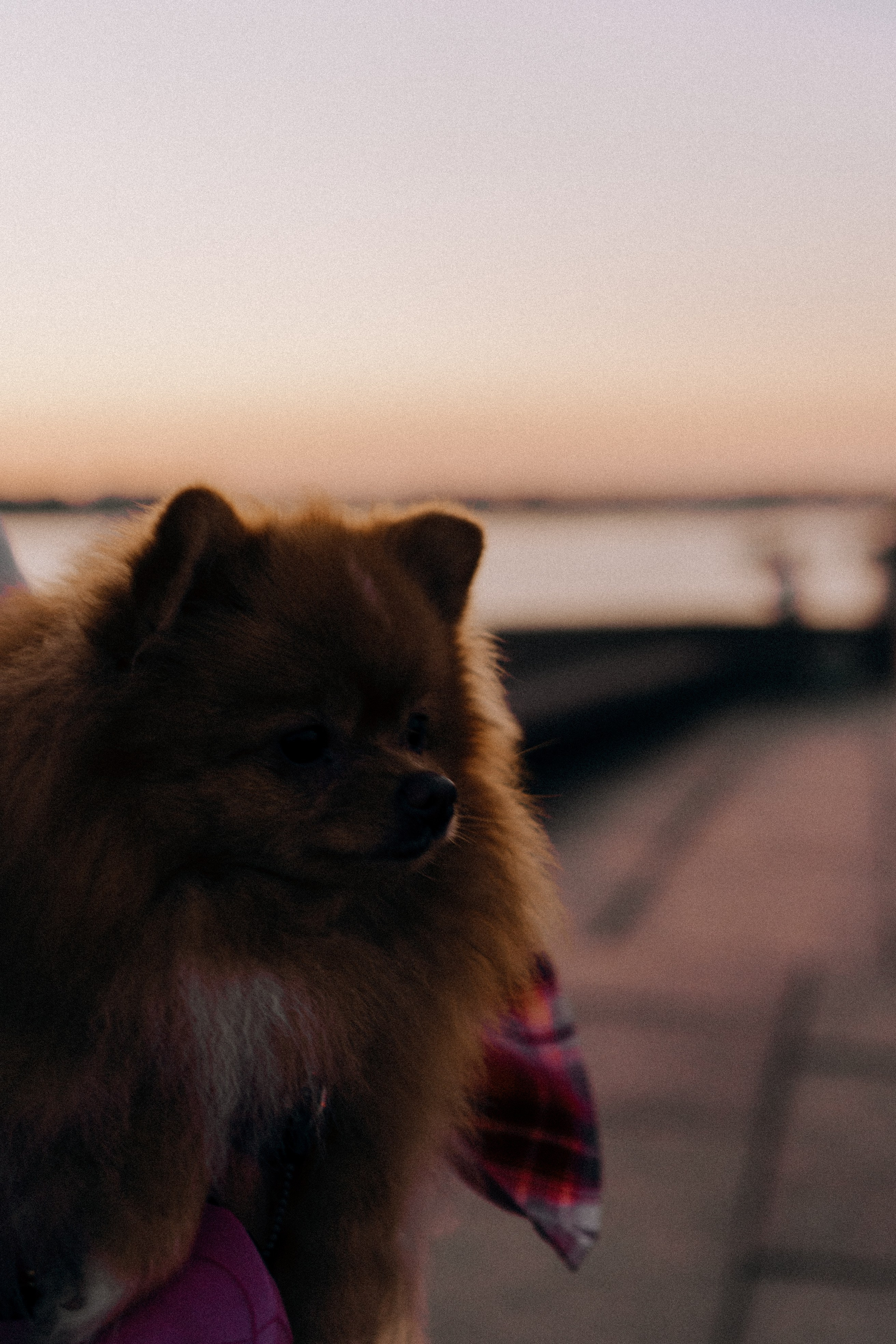 РАССВЕТНАЯ ИСТОРИЯ. Профессиональный фотограф, Санкт-Петербург — Виктория Богомолова