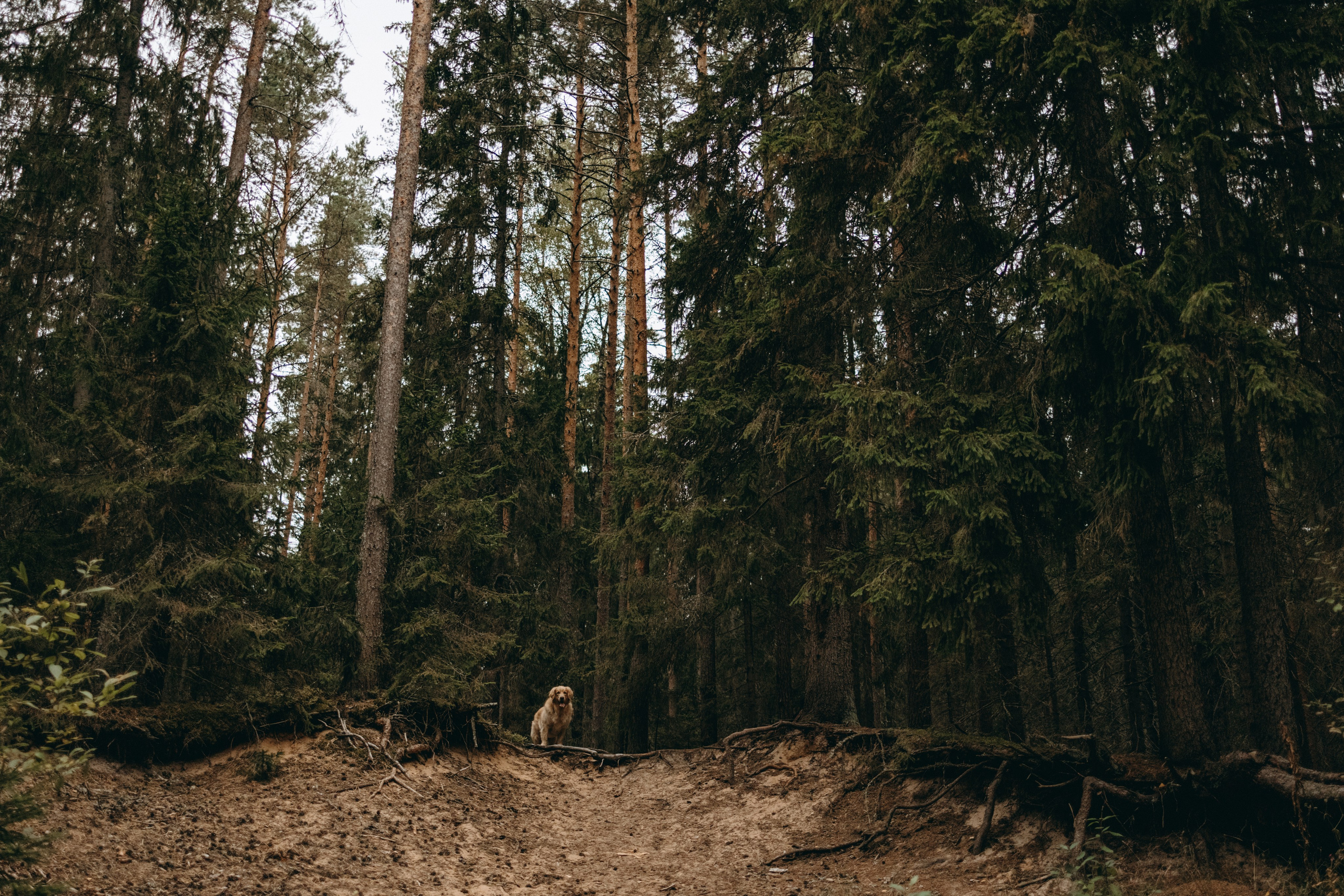 Фоси и его семьи. Фотограф — Анималист | Санкт-Петербург