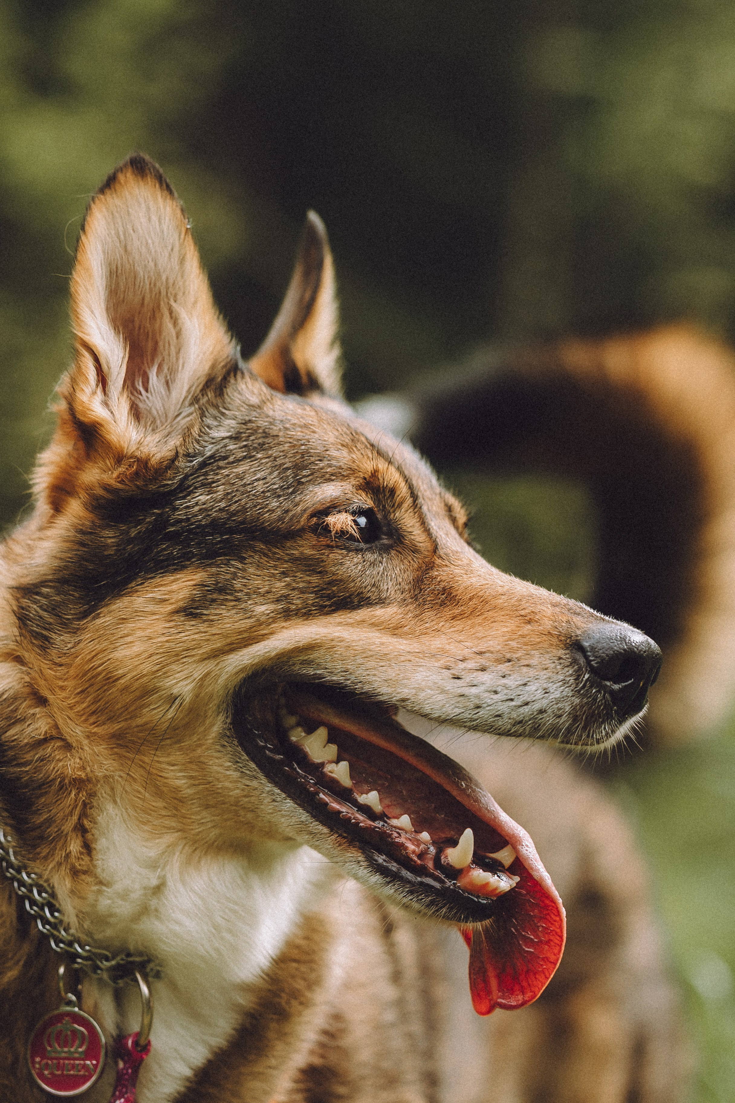 Груша, Данни, Фунтик и их семья