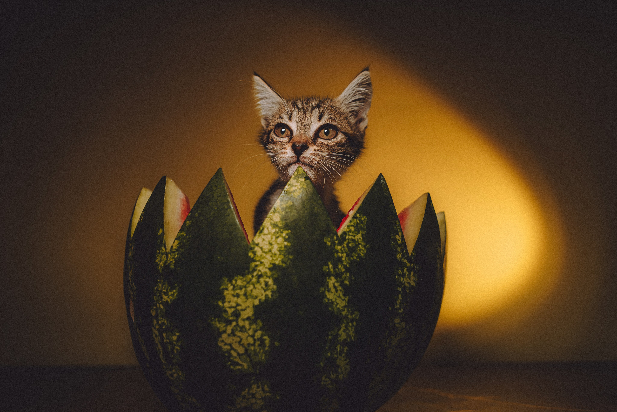 Сирена и арбуз