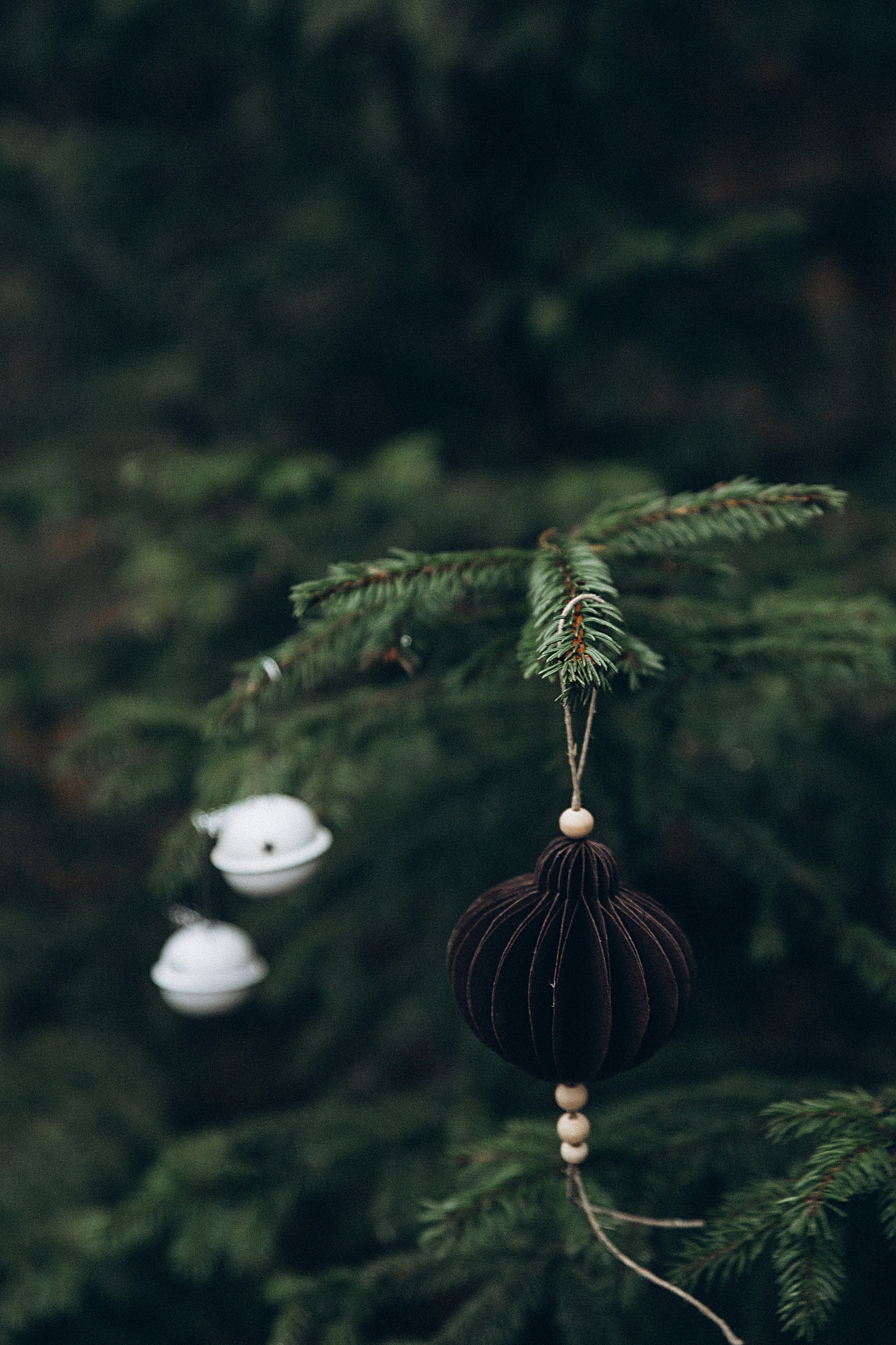 Елка в лесу. Репортажный и детский фотограф в Минске