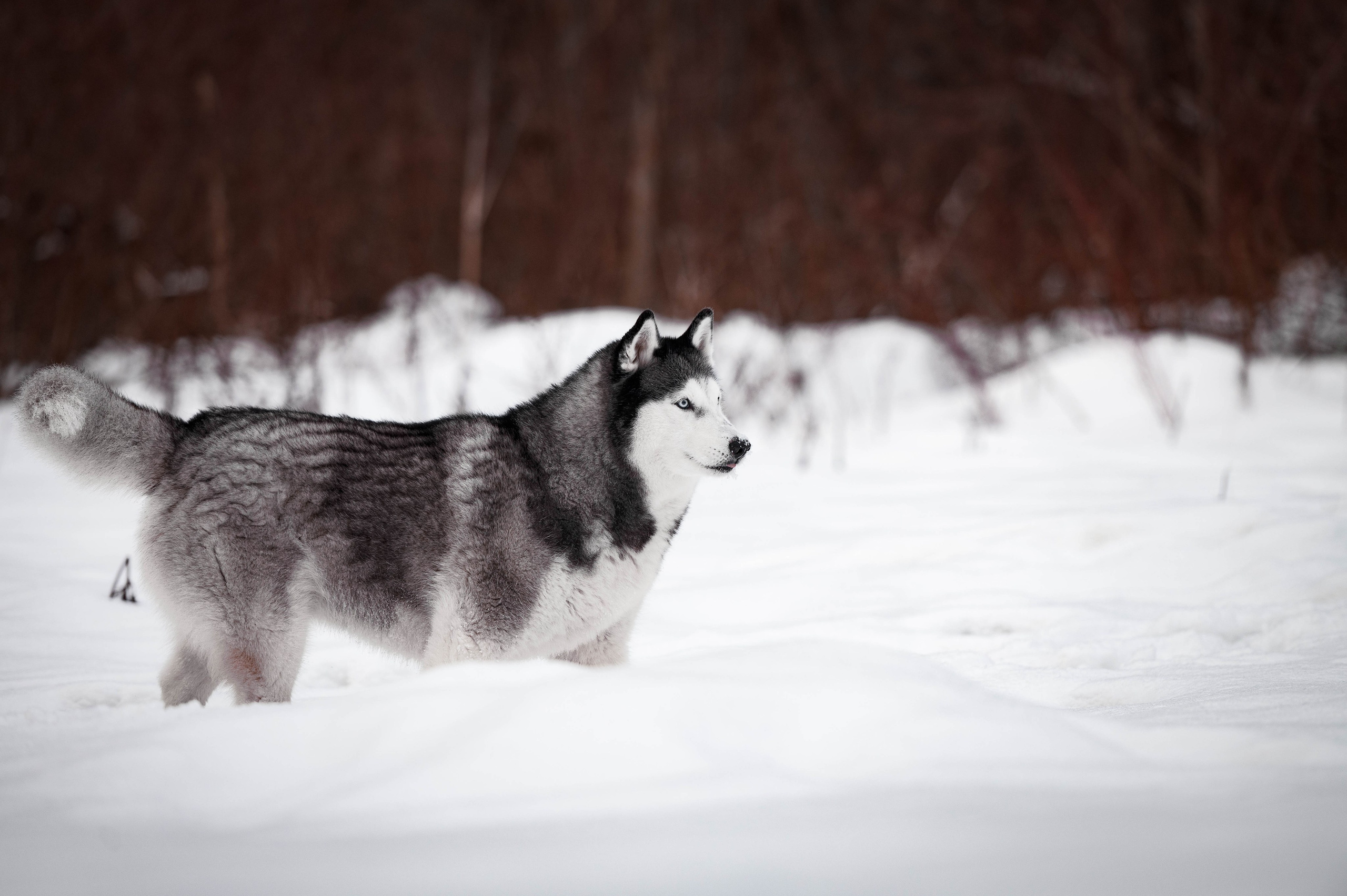 Шанель. Фотограф-анималист