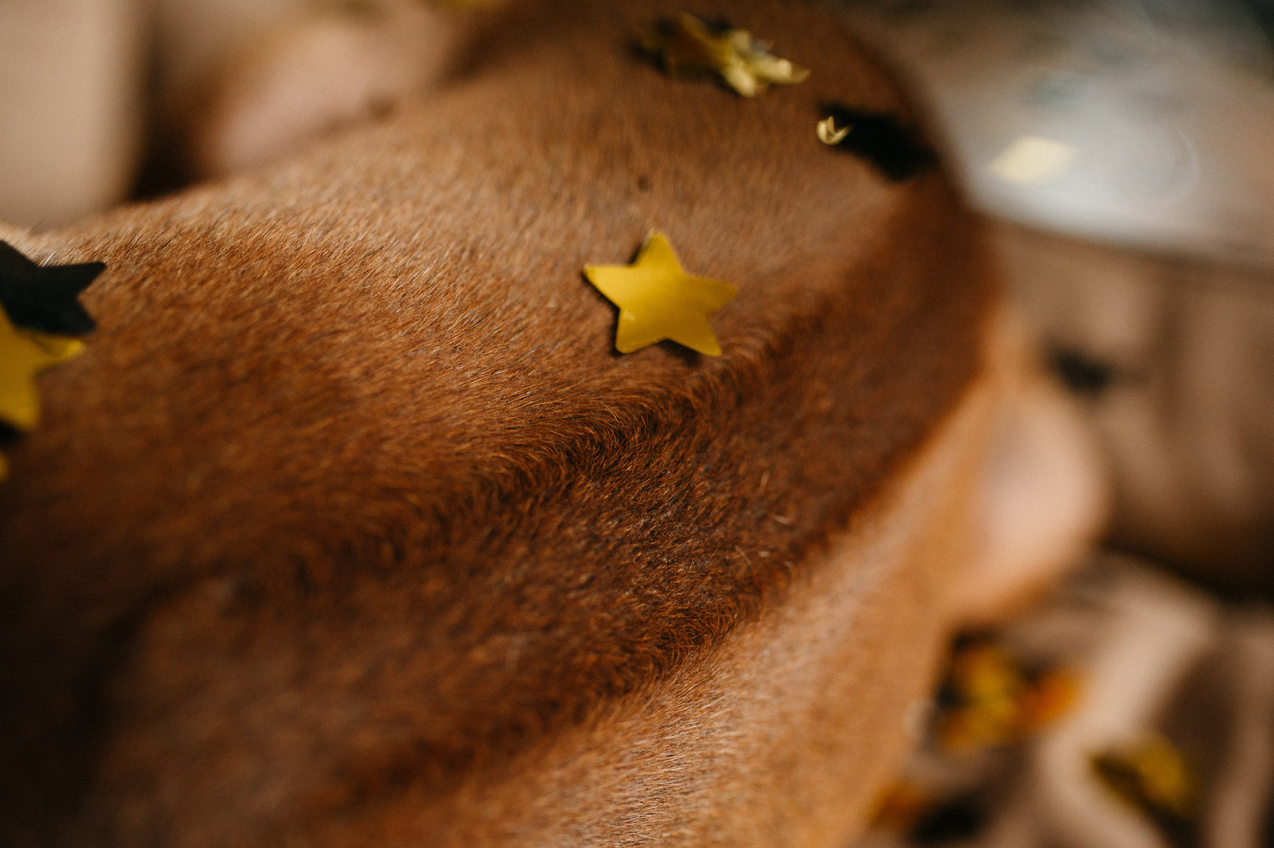 Оксана и Зевс. Фотограф анималист в Москве Ольга Агушева