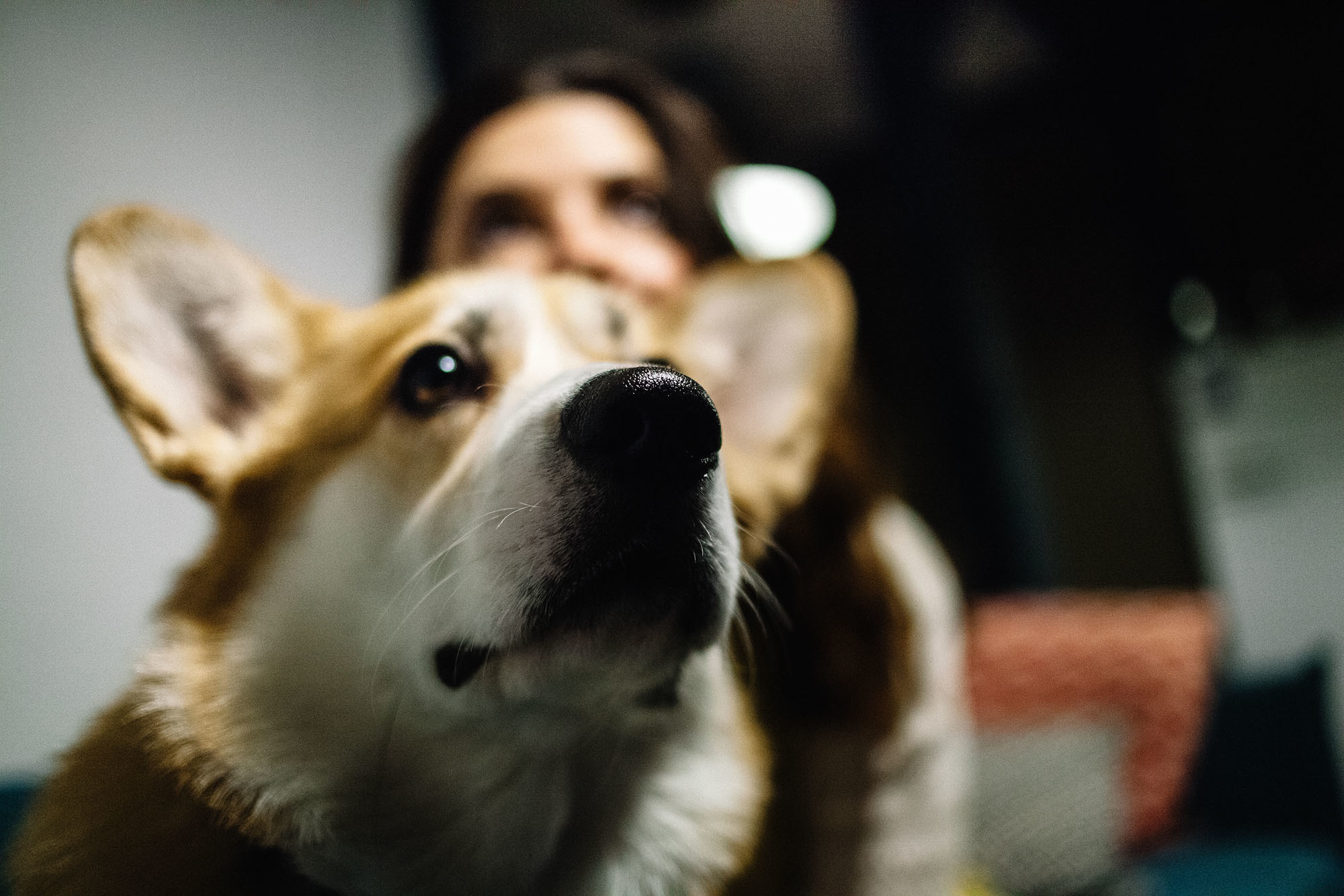 Фотосессия для влюблённой пары с собакой. Семейный и свадебный фотограф в Майкопе Михаил Мартиросян