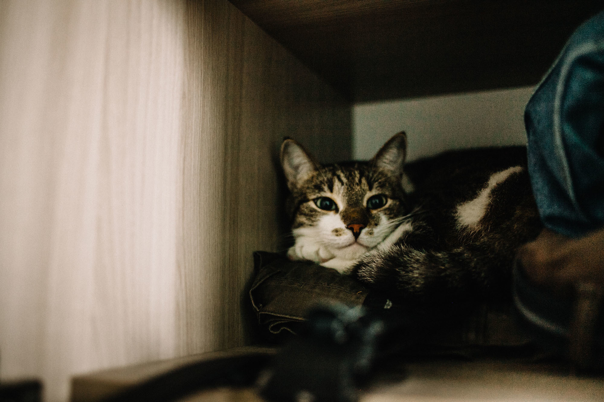 Домашняя семейная фотосессяи с котом. Семейный и свадебный фотограф в Майкопе Михаил Мартиросян