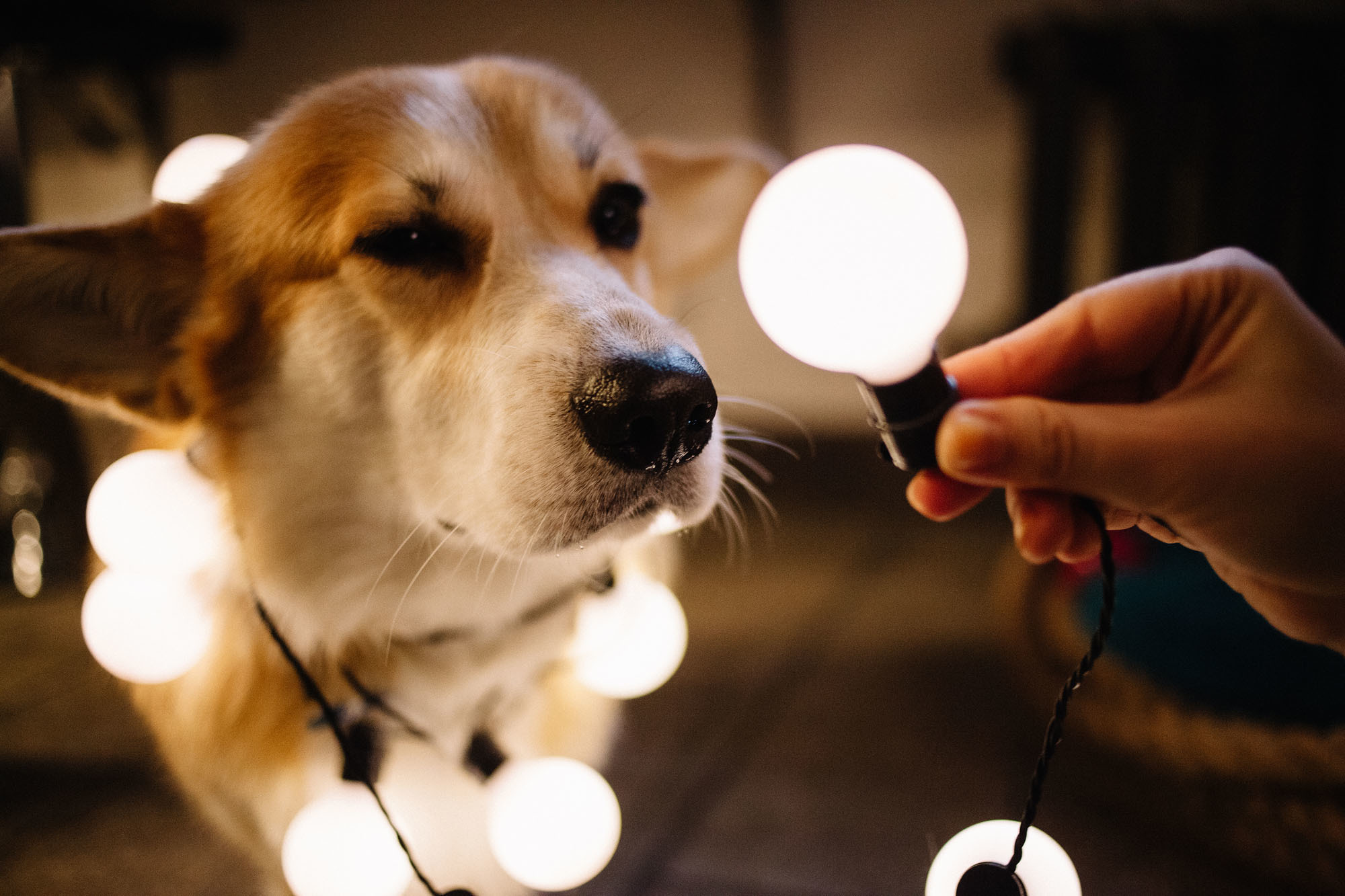 Фотосессия для влюблённой пары с собакой. Семейный и свадебный фотограф в Майкопе Михаил Мартиросян