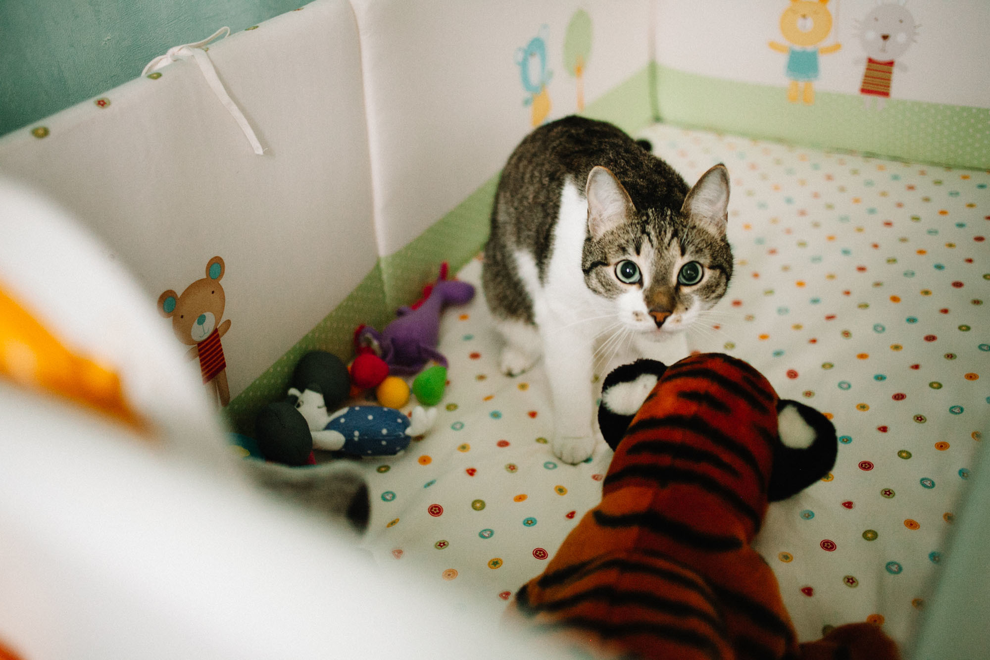 Домашняя семейная фотосессяи с котом. Семейный и свадебный фотограф в Майкопе Михаил Мартиросян