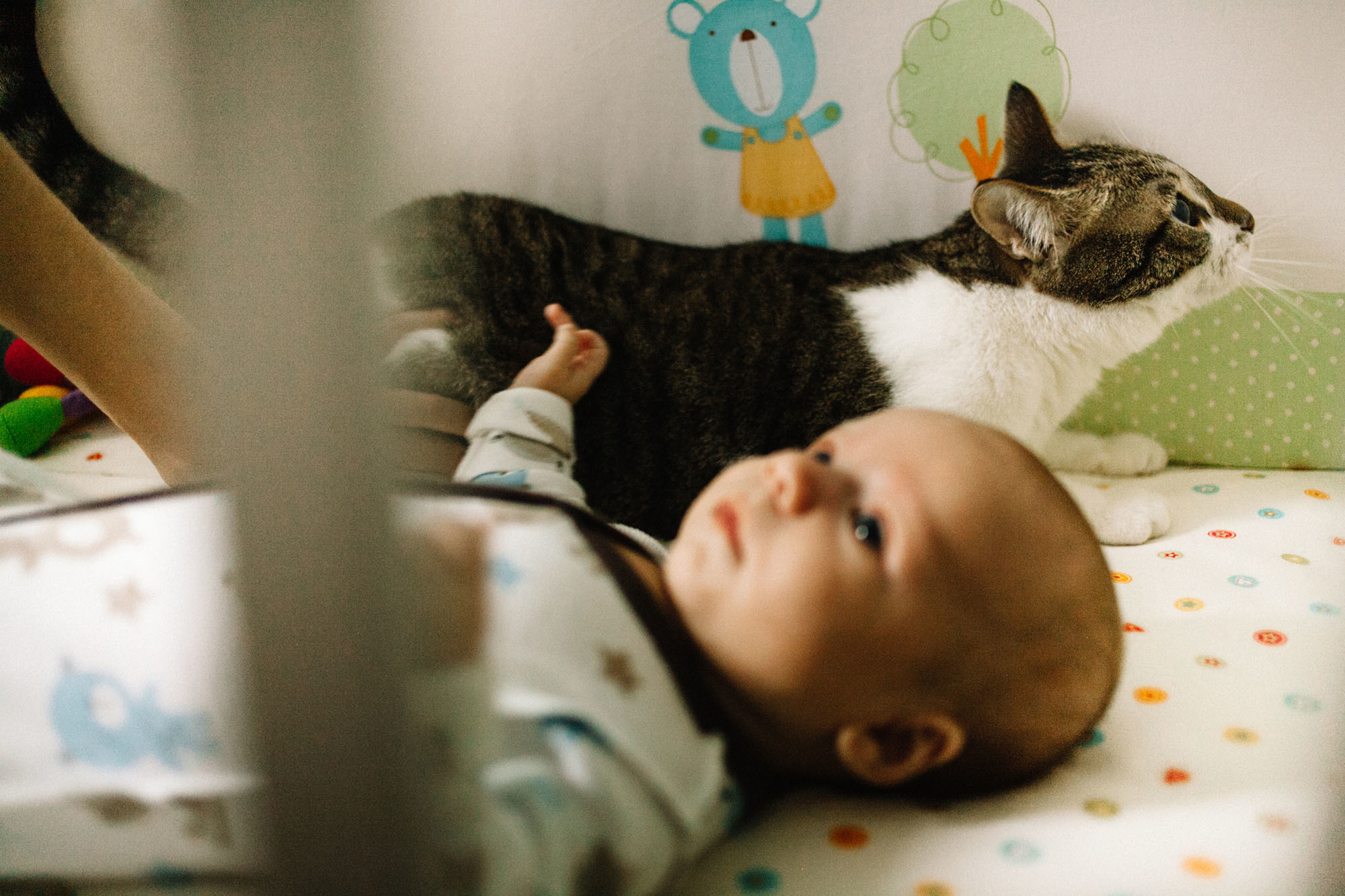 Домашняя семейная фотосессяи с котом. Семейный и свадебный фотограф в Майкопе Михаил Мартиросян