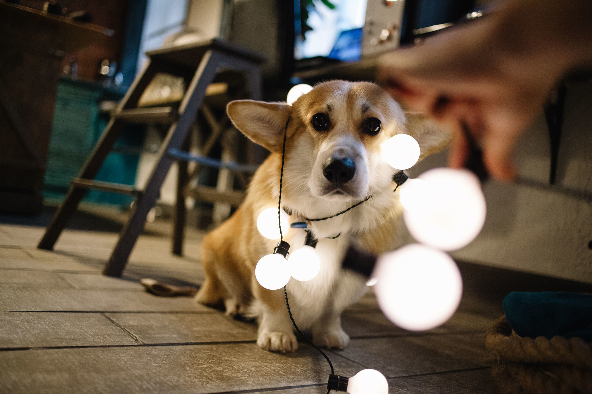 Фотосессия для влюблённой пары с собакой. Семейный и свадебный фотограф в Майкопе Михаил Мартиросян