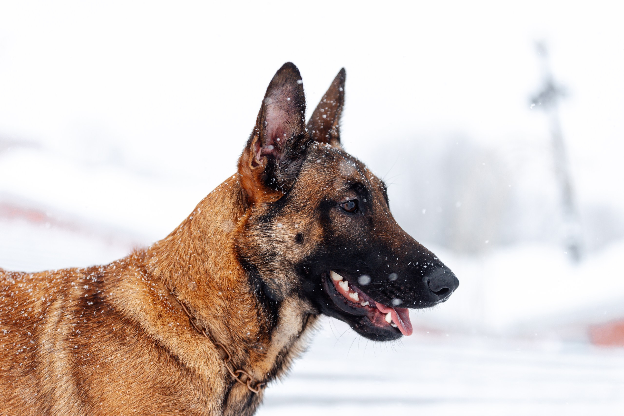 Кристина и Зума. Фотограф-анималист Анастасия Парфенова|Екатеринбург