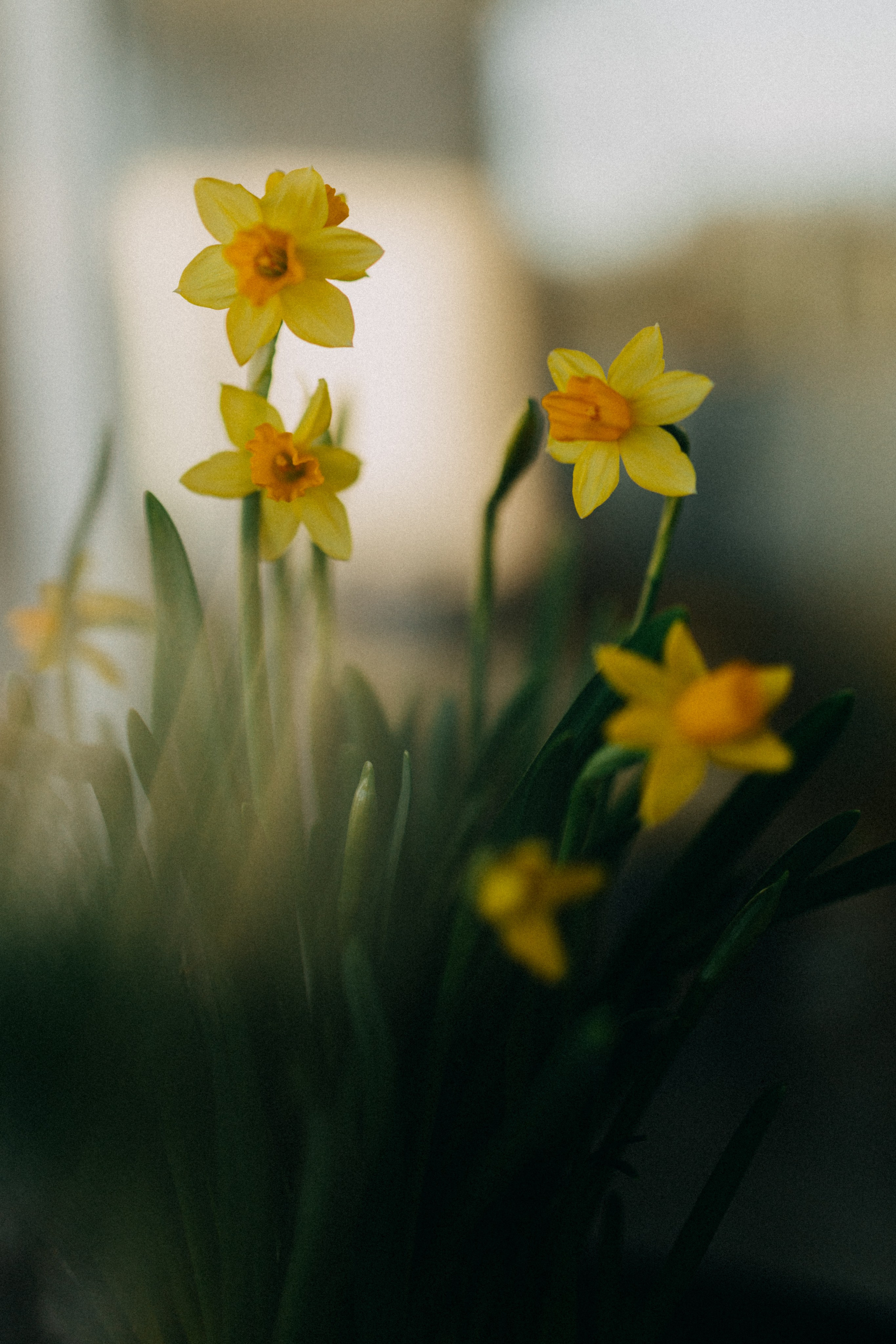 День Рождения Татьяны. Фотограф НОГИНСК, Москва, Анастасия Белая