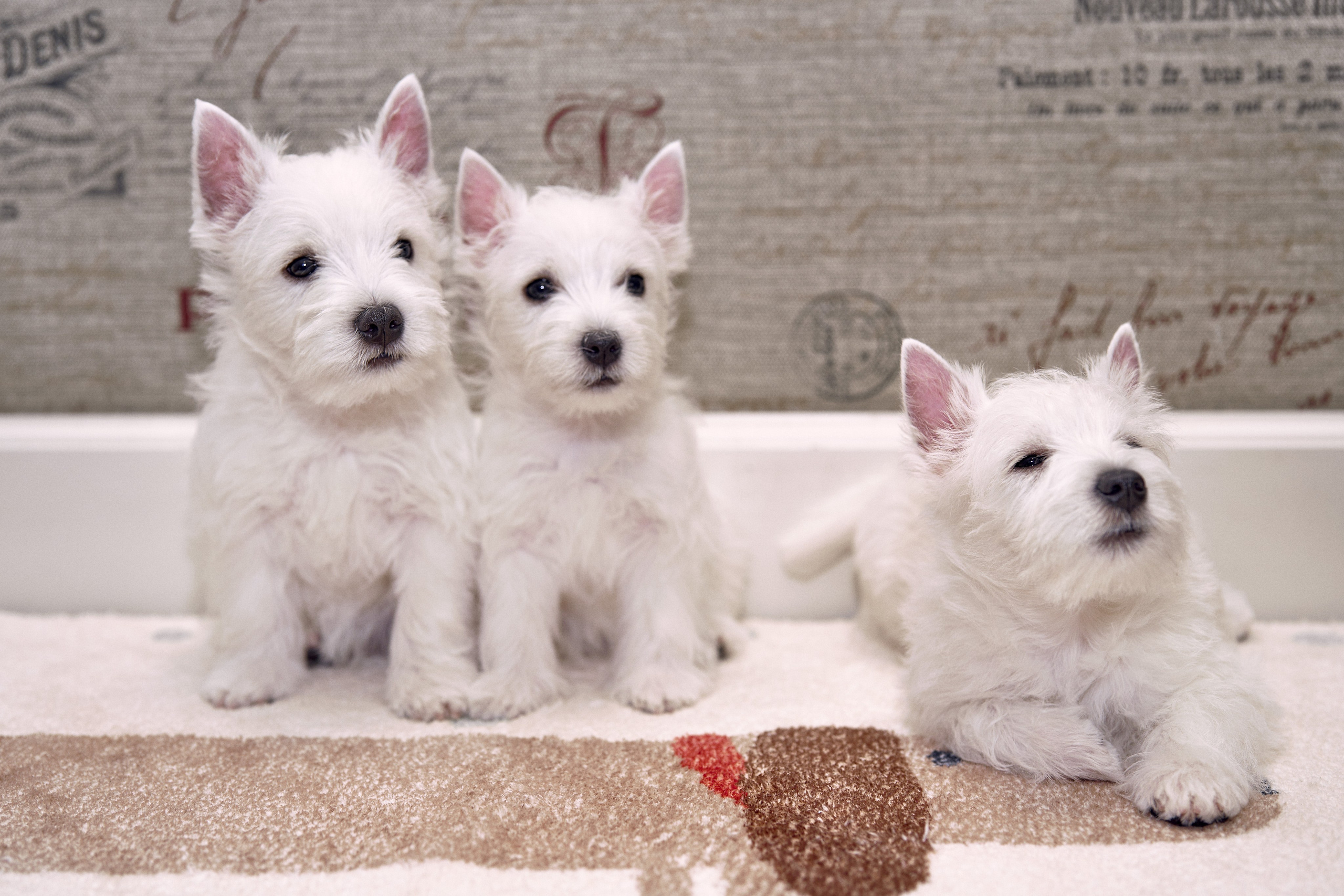 Фотографии собак и щенков питомника. Питомник собак породы вест хайленд вайт терьер в Москве