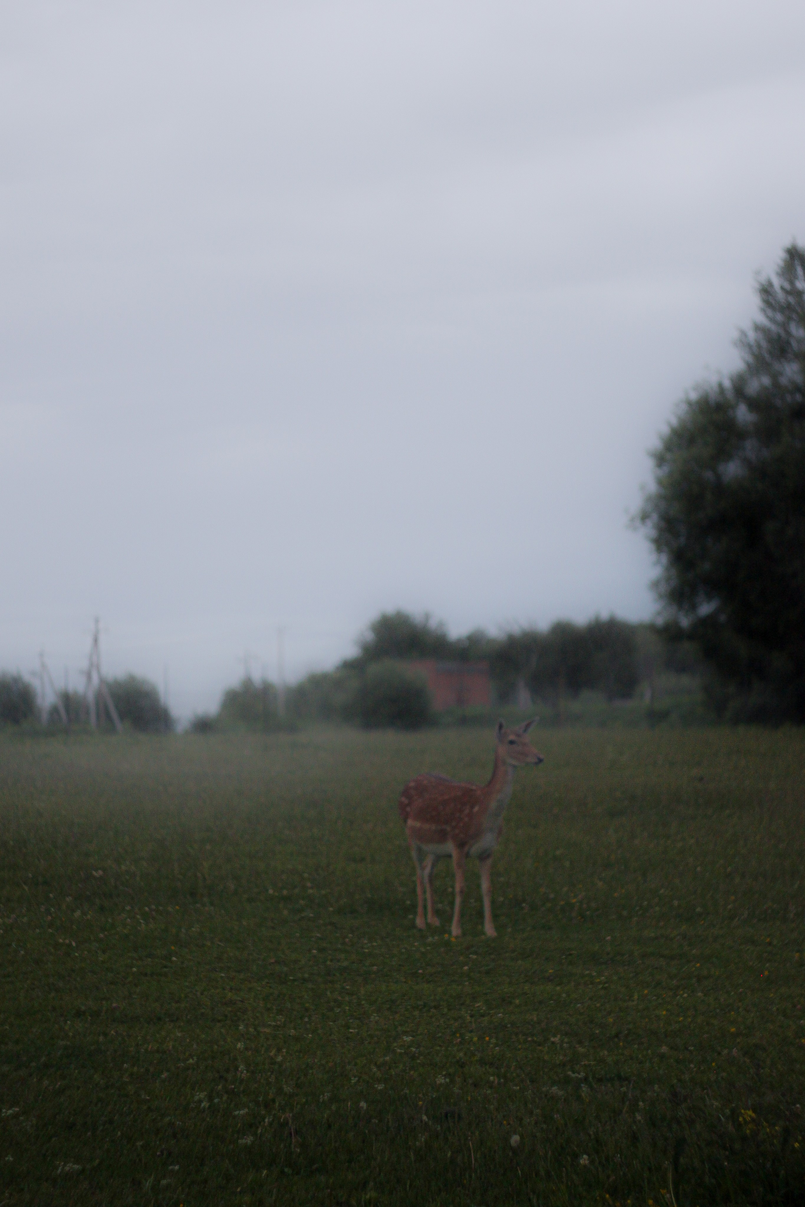 Эти волосы взял я у ржи. Портретный и художественный фотограф в Москве