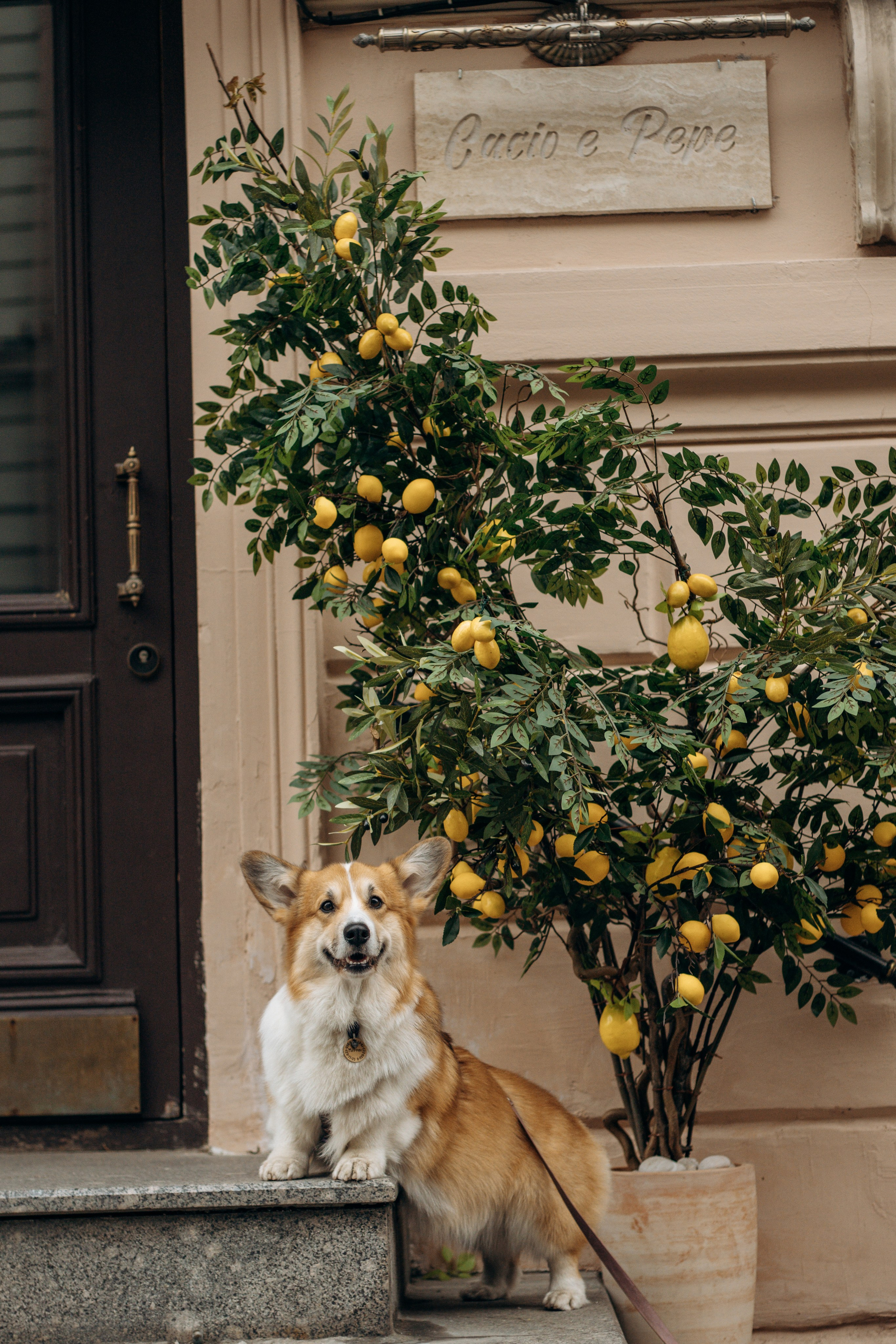 Лина и Маффин. Фотограф-анималист в Санкт-Петербурге