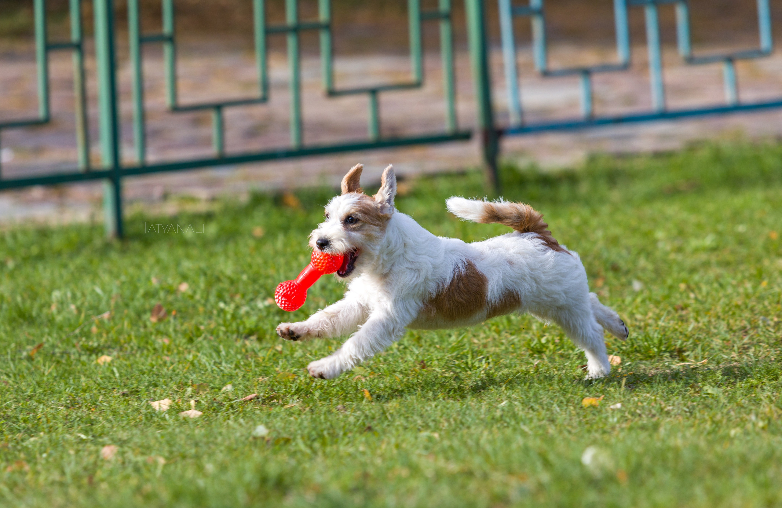 Ассорти. Фотограф — анималист Татьяна Ли