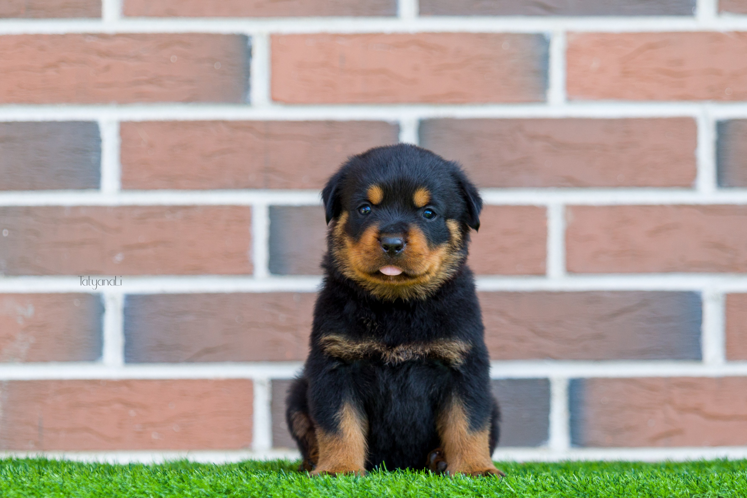 Ротвейлер. Фотограф — анималист Татьяна Ли