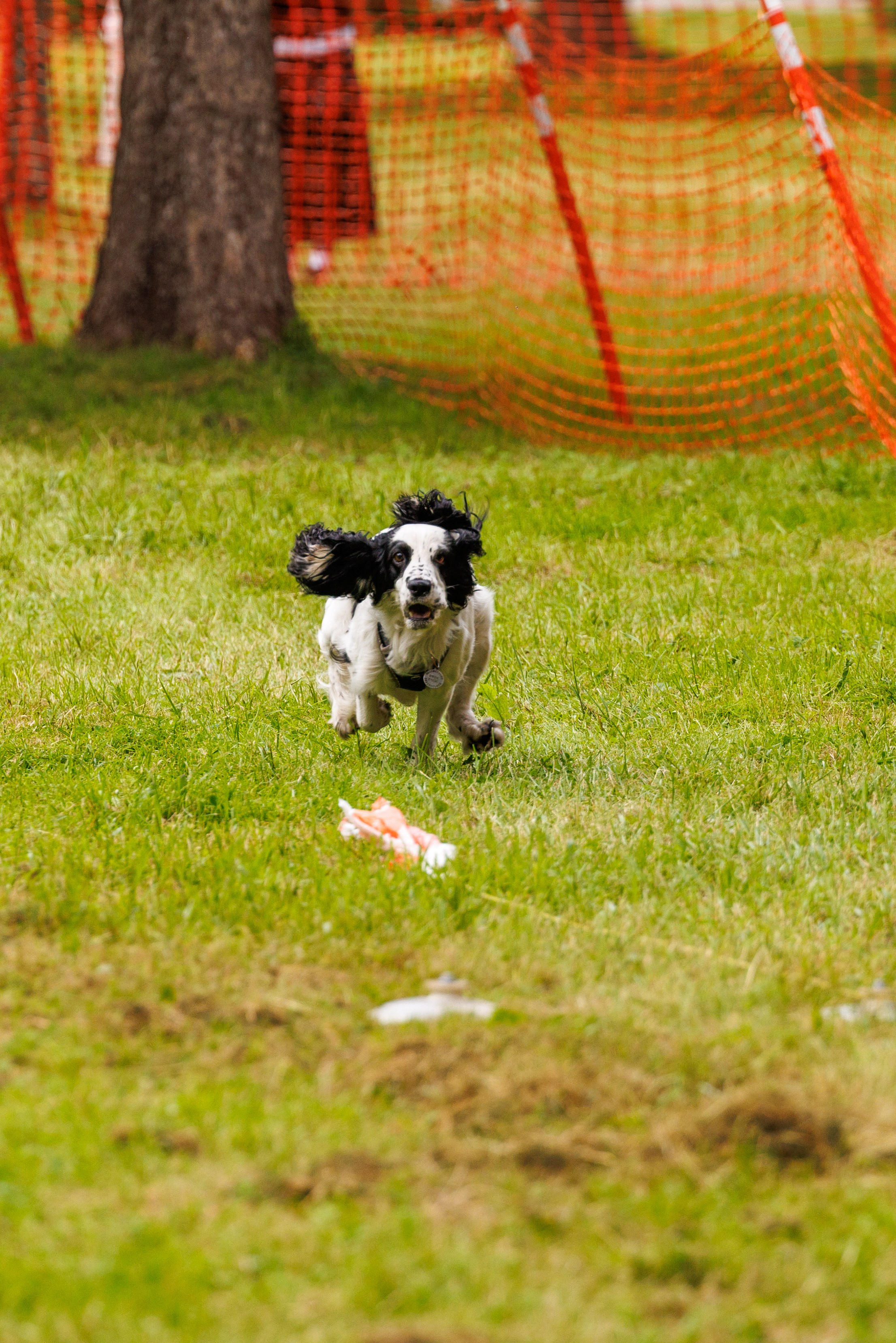 PetShopDays2026. Фотограф Александр Заломаев