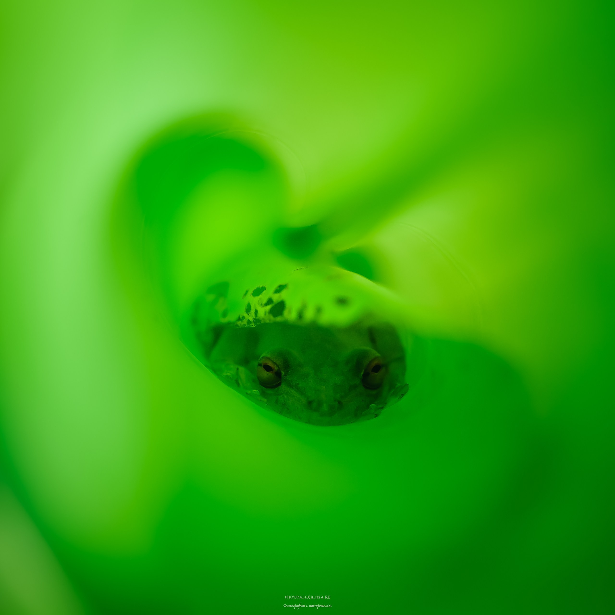 Все оттенки зелёного. Авторские стильные фотокартины