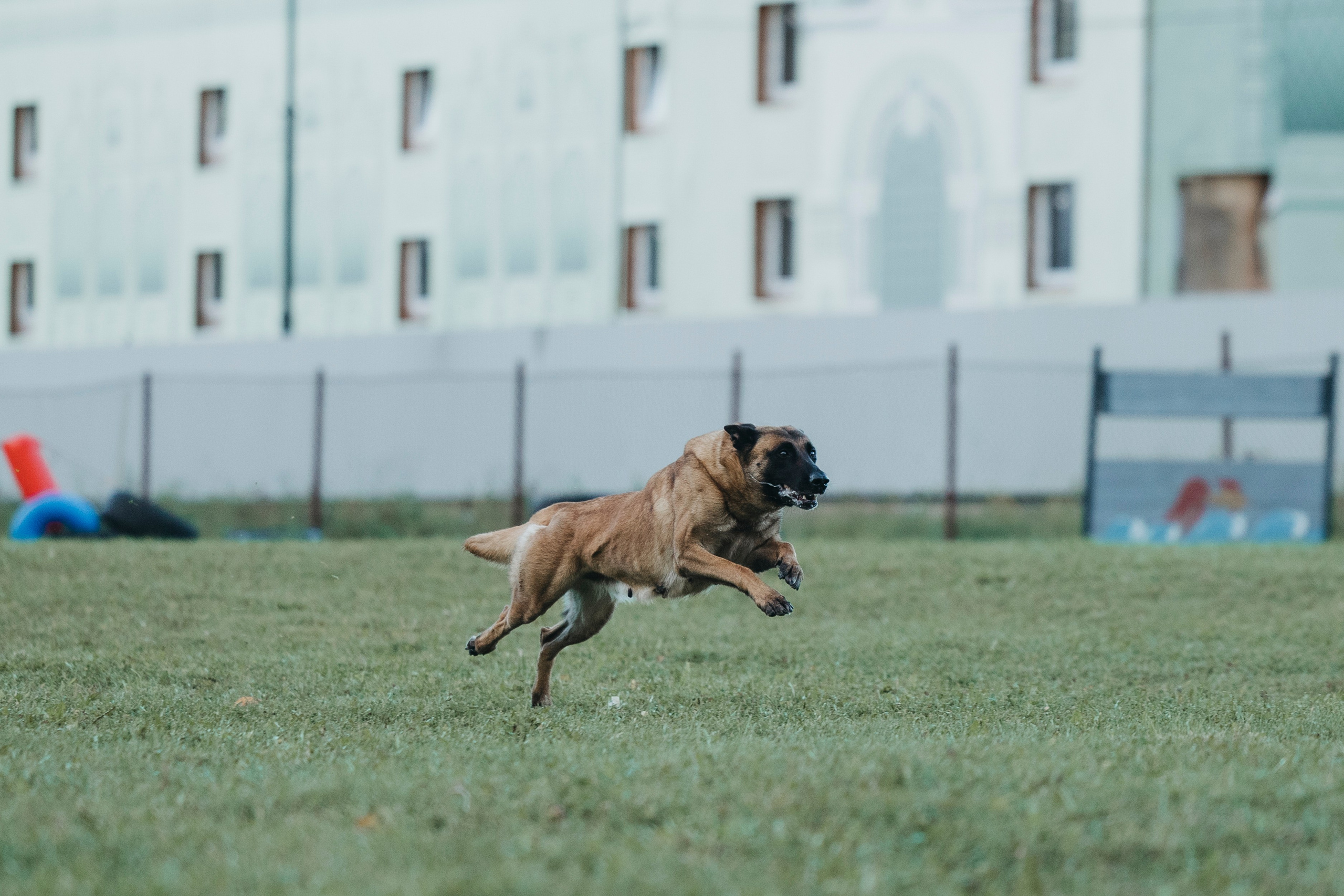 Испытания по мондьорингу г. Пушкин 29.09.2024. Фотограф-анималист Анна Маринич