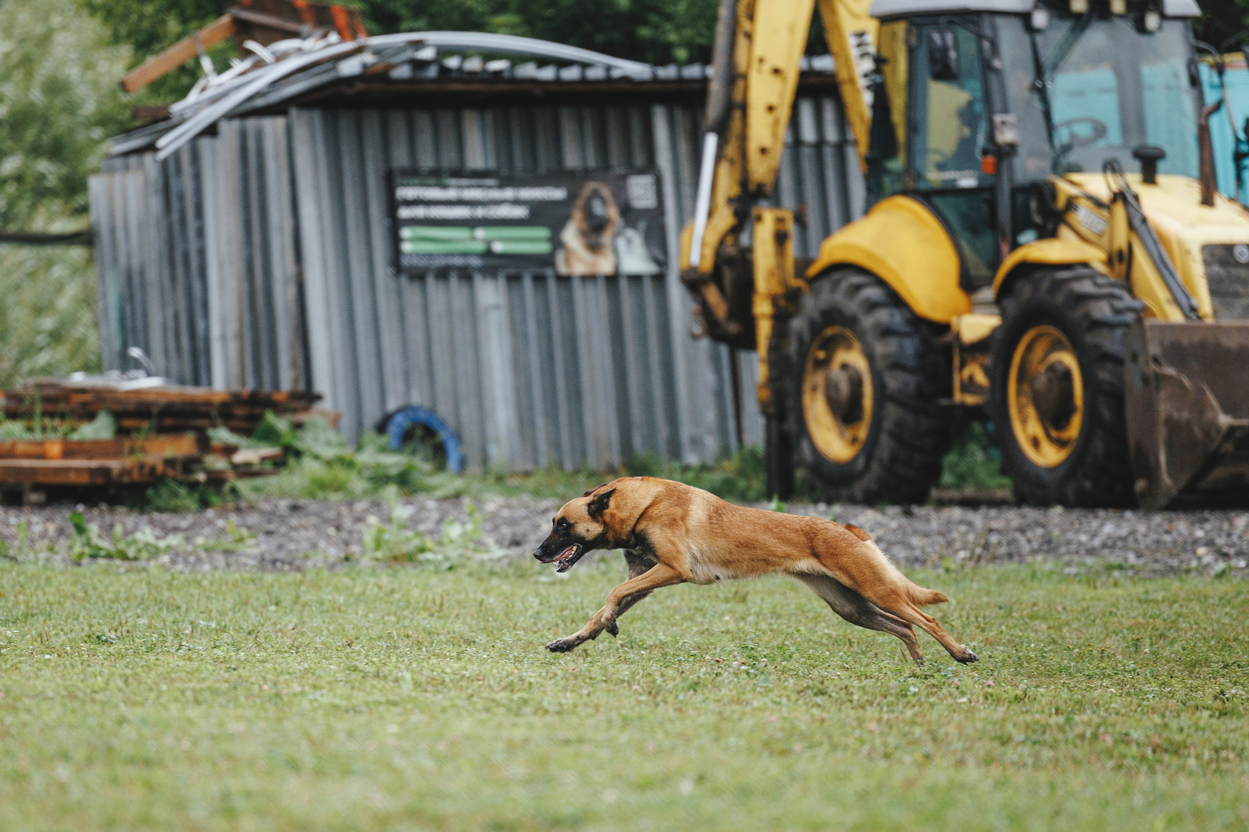 08.08.25-10.08.25 ЧР по мондьорингу г. Вологда. Фотограф-анималист Анна Маринич
