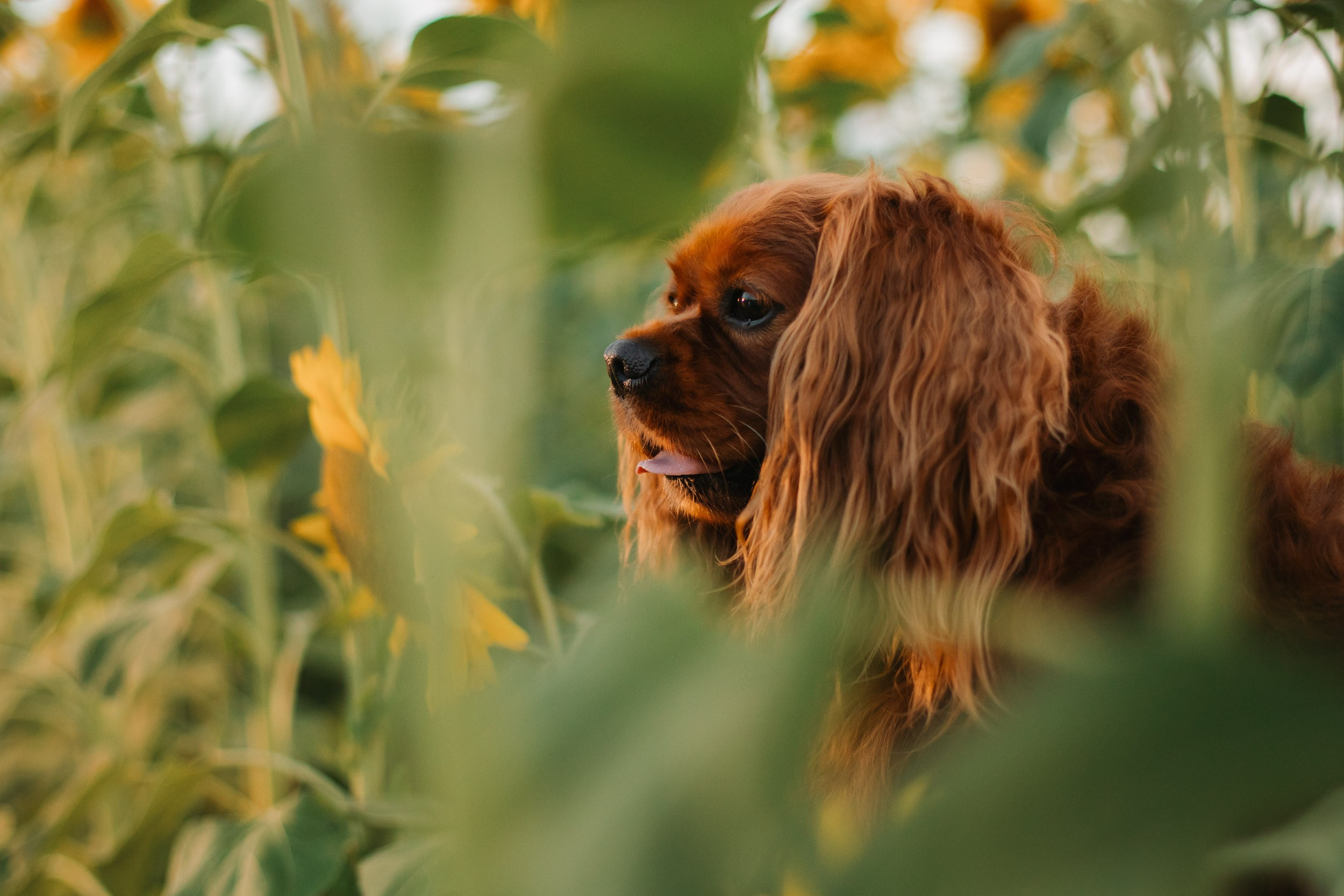Фотосъёмка в поле подсолнухов на закате. Фотограф-анималист в Москве и Московской области Татьяна Фролова