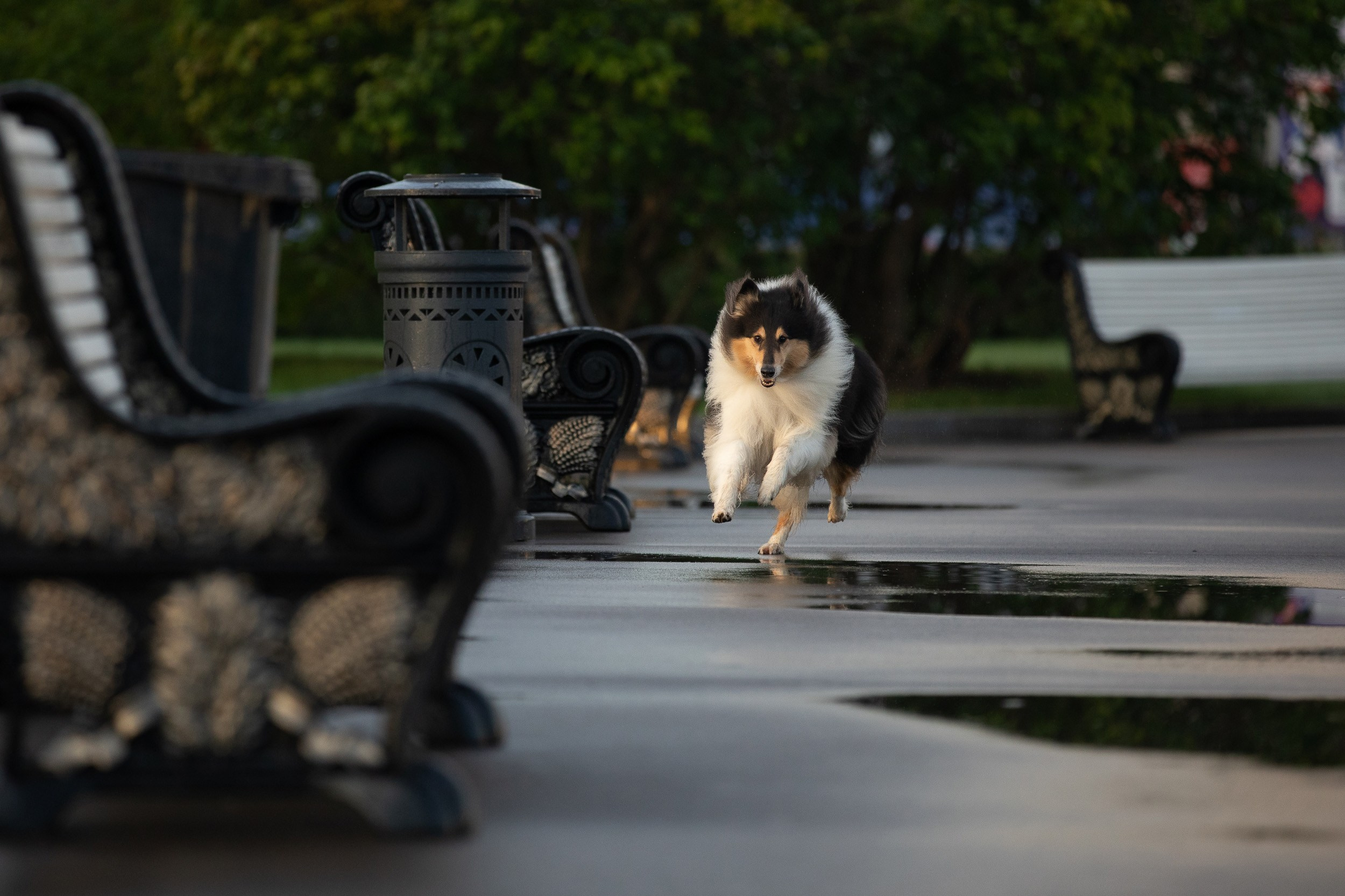 Съемка с питомцем на рассвете в Москве. Фотограф-анималист в Москве и Московской области Татьяна Фролова