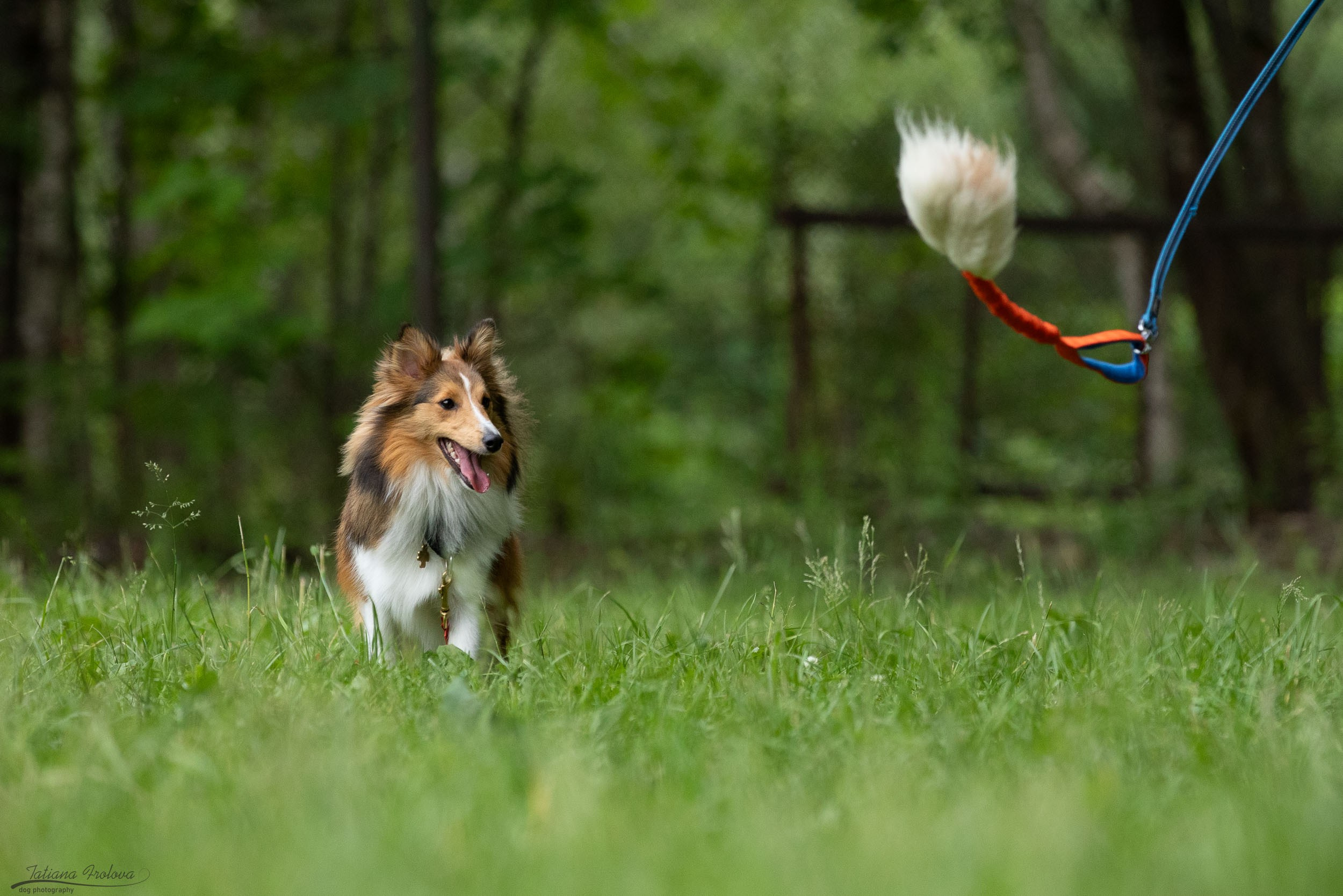 Репортаж с выводки молодняка колли/шелти в Ясенево. Фотограф-анималист в Москве и Московской области Татьяна Фролова