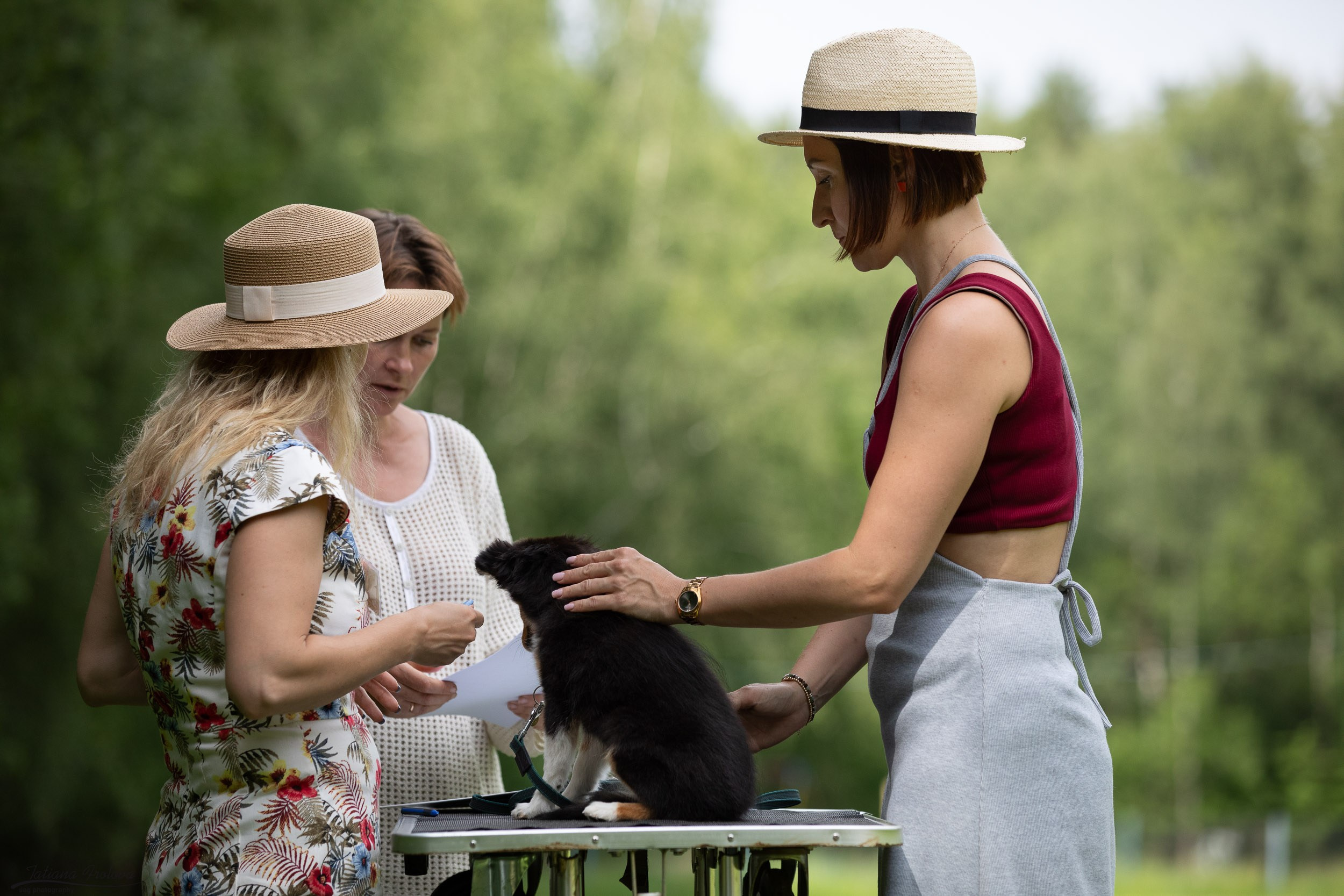 Репортаж с выводки молодняка колли/шелти в Ясенево. Фотограф-анималист в Москве и Московской области Татьяна Фролова