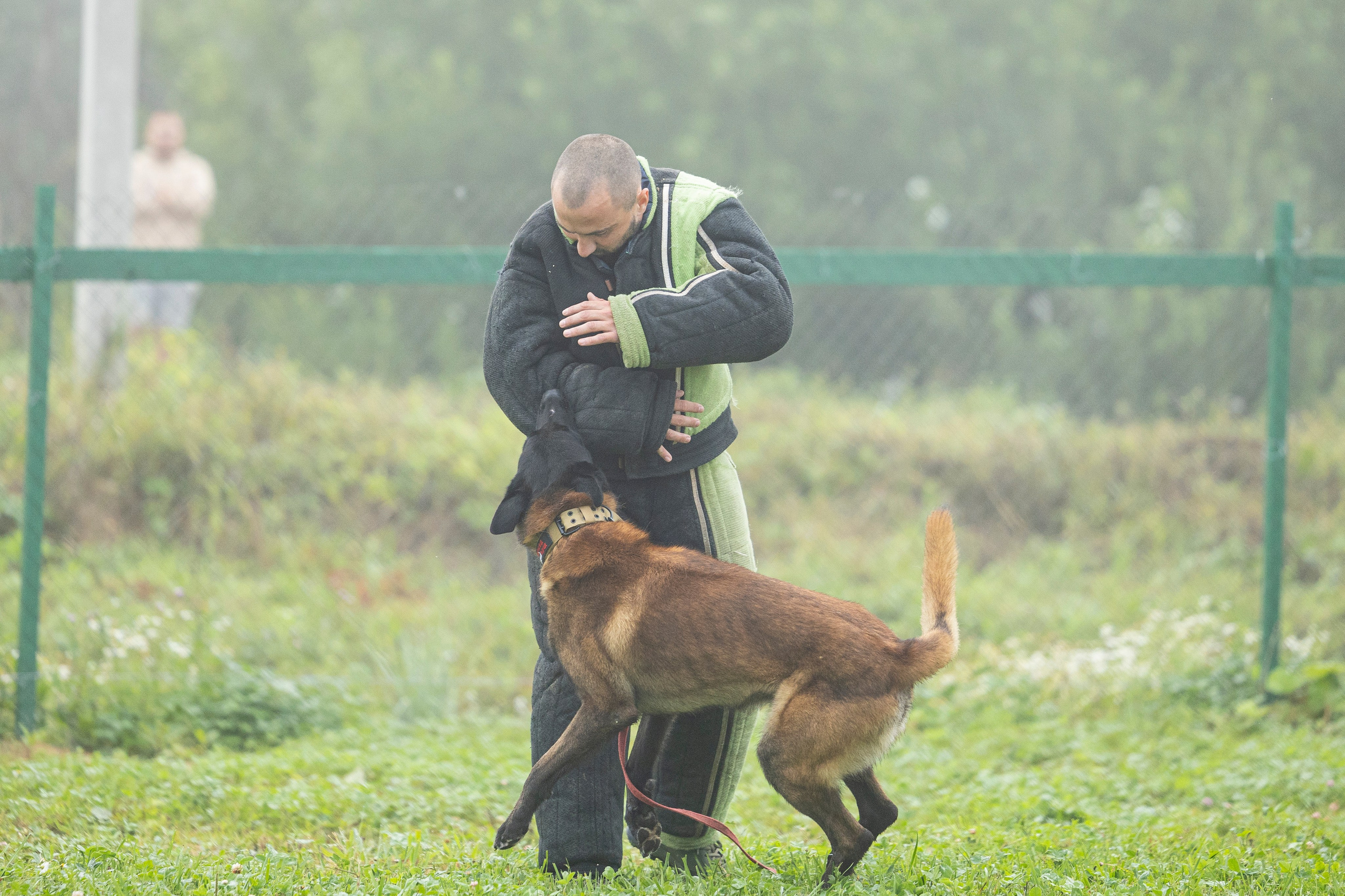 Соревнования по Мондьорингу г. Вологда 10-11.08.2024. Фотограф-анималист Анна Маринич