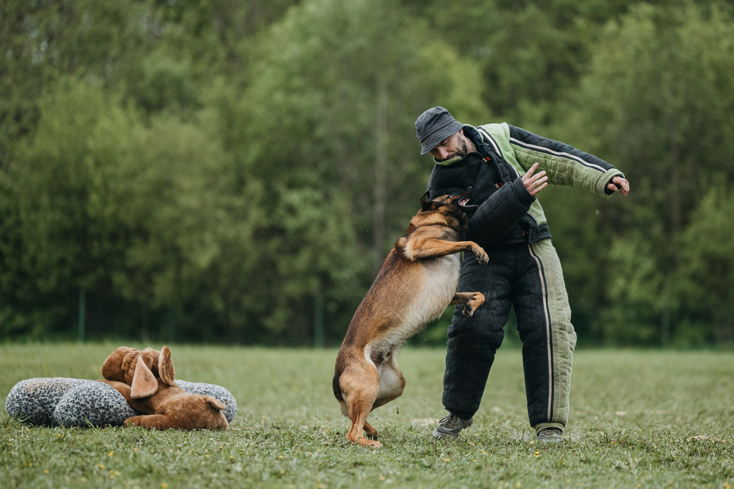 26.05.25 г. Пушкин квалификационные соревнования. Фотограф-анималист Анна Маринич