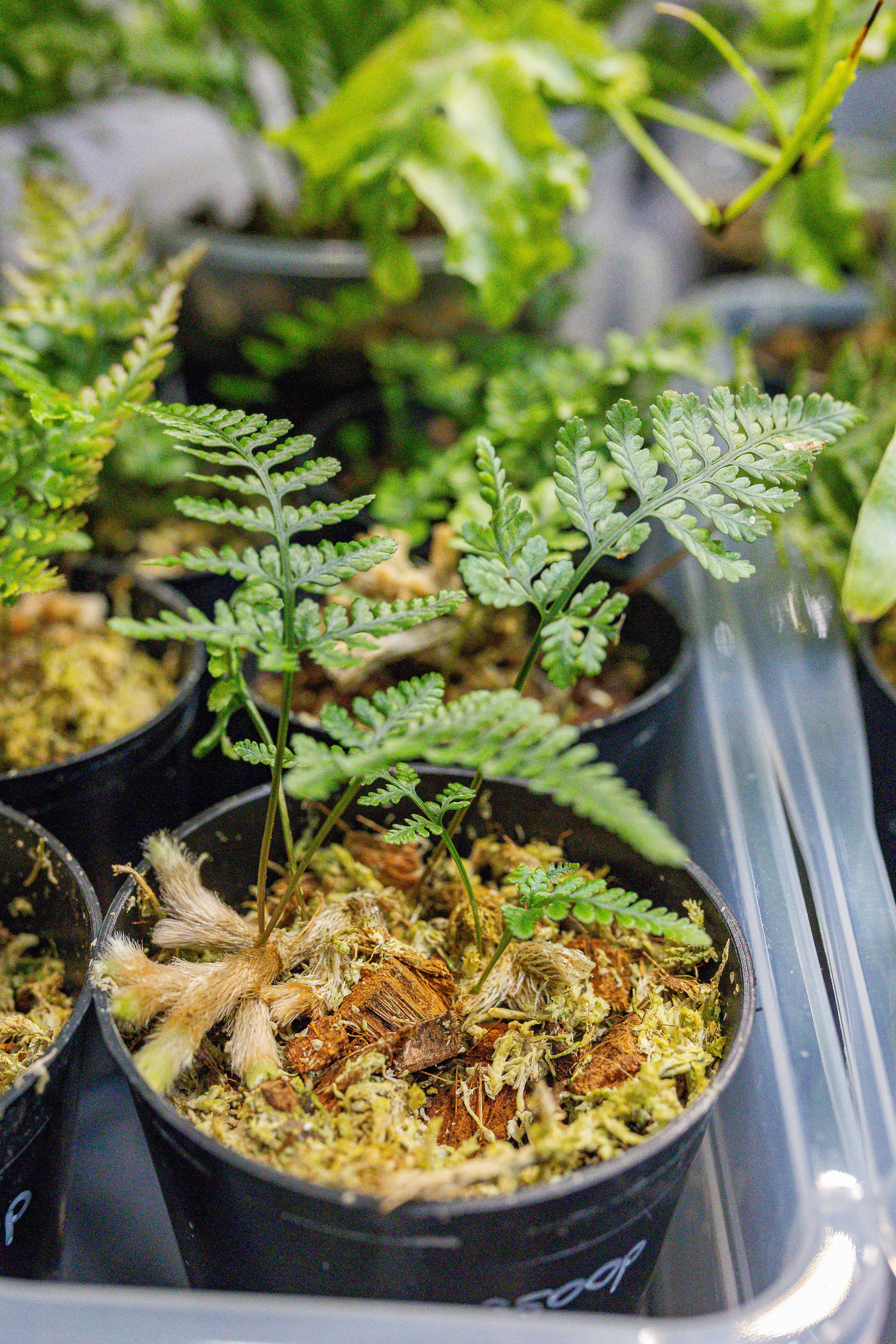 Монстериум апрель 2026. Александра Куликова фотограф, Москва