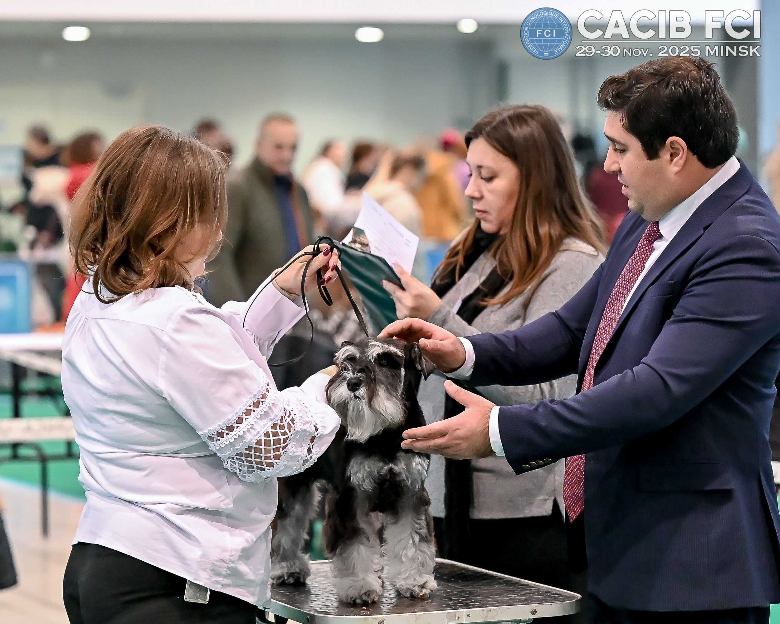 Зари/DELINSO BALANCE CZESARIA ZARI. Питомник цвергшнауцеров в Беларуси «Делинсо Бэлэнс»