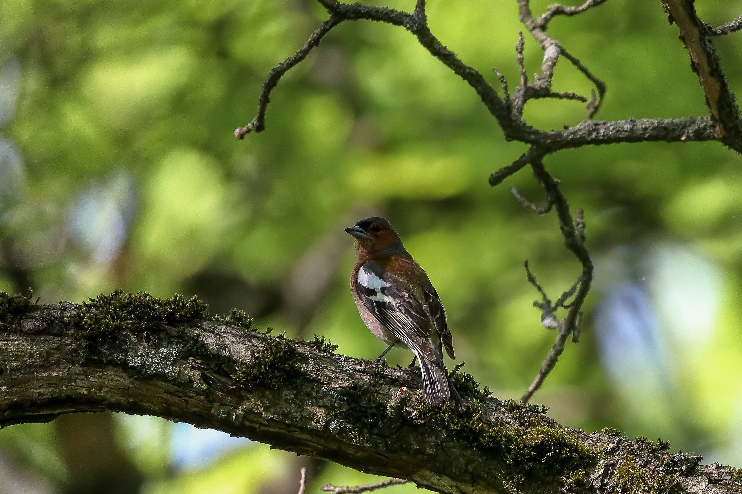 Зяблик в весенней листве