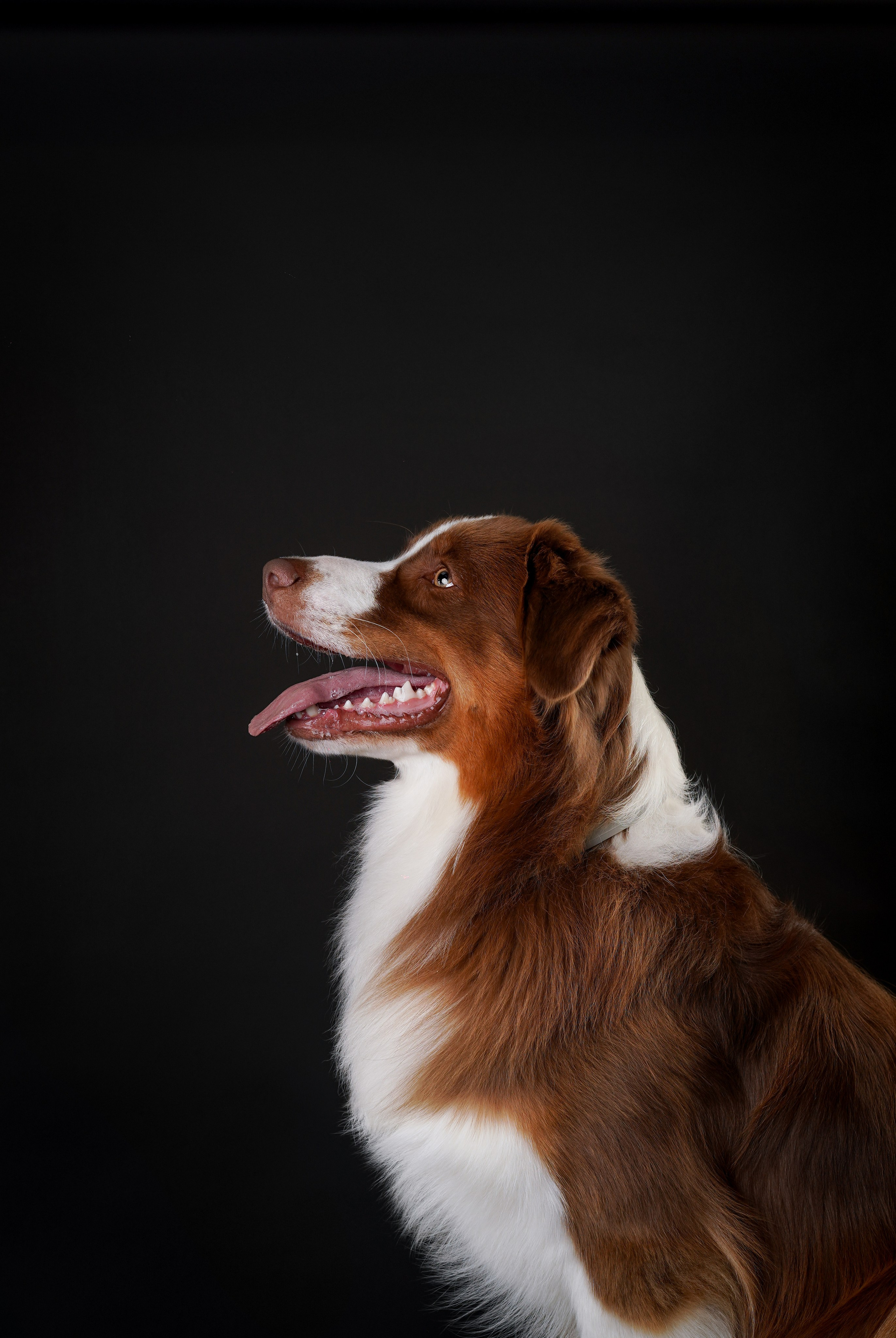 Ксюша, сиба Тэффи и австралийцы Арчи и Нэо. Фотограф-анималист в Санкт-Петербурге Яна Мартынова