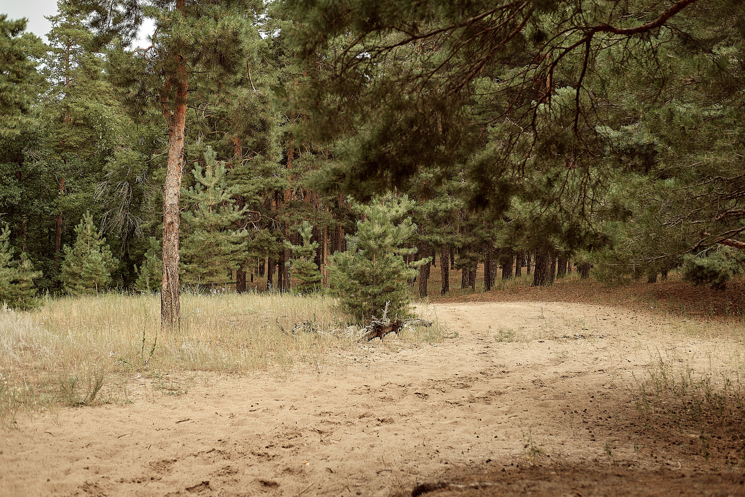 Свадьба Сергеи и Ольга. Свадебный и семейный фотограф в г. Камышин